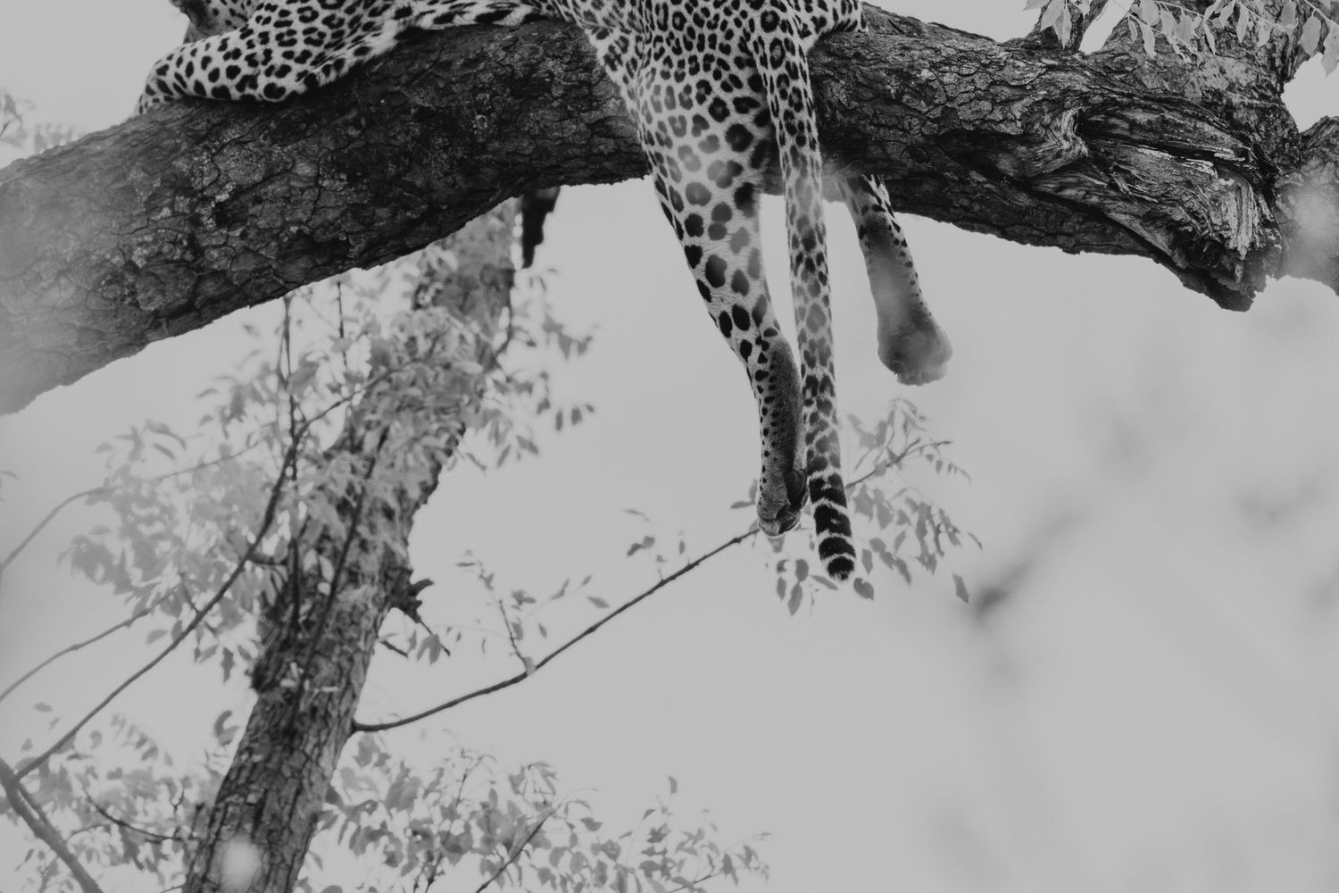 Luzaan Wildlife Photography