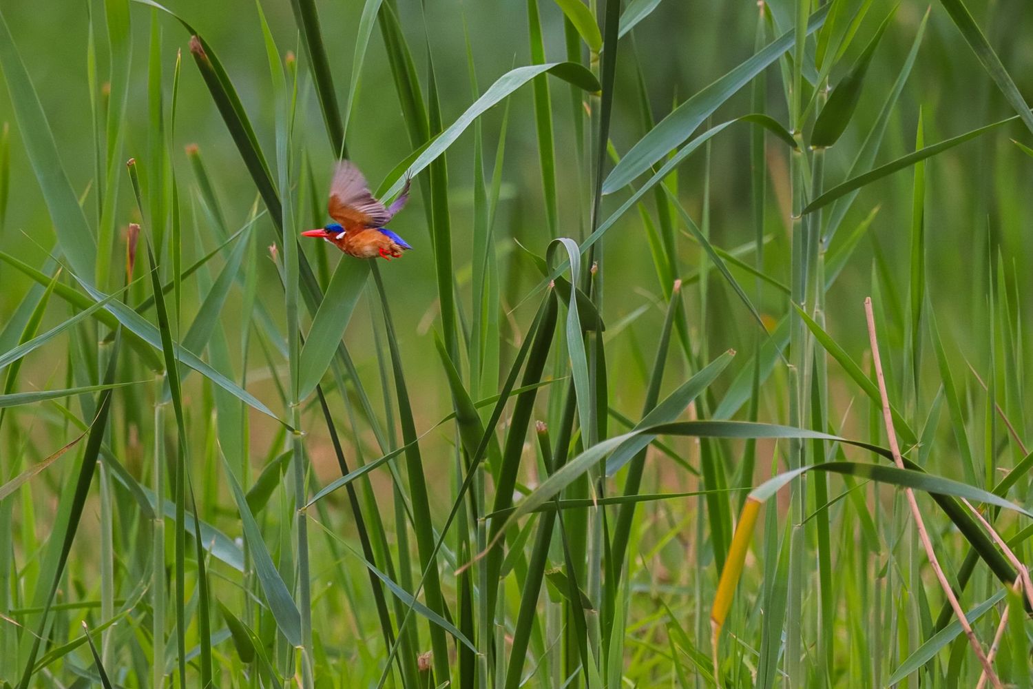 Luzaan Wildlife Photography