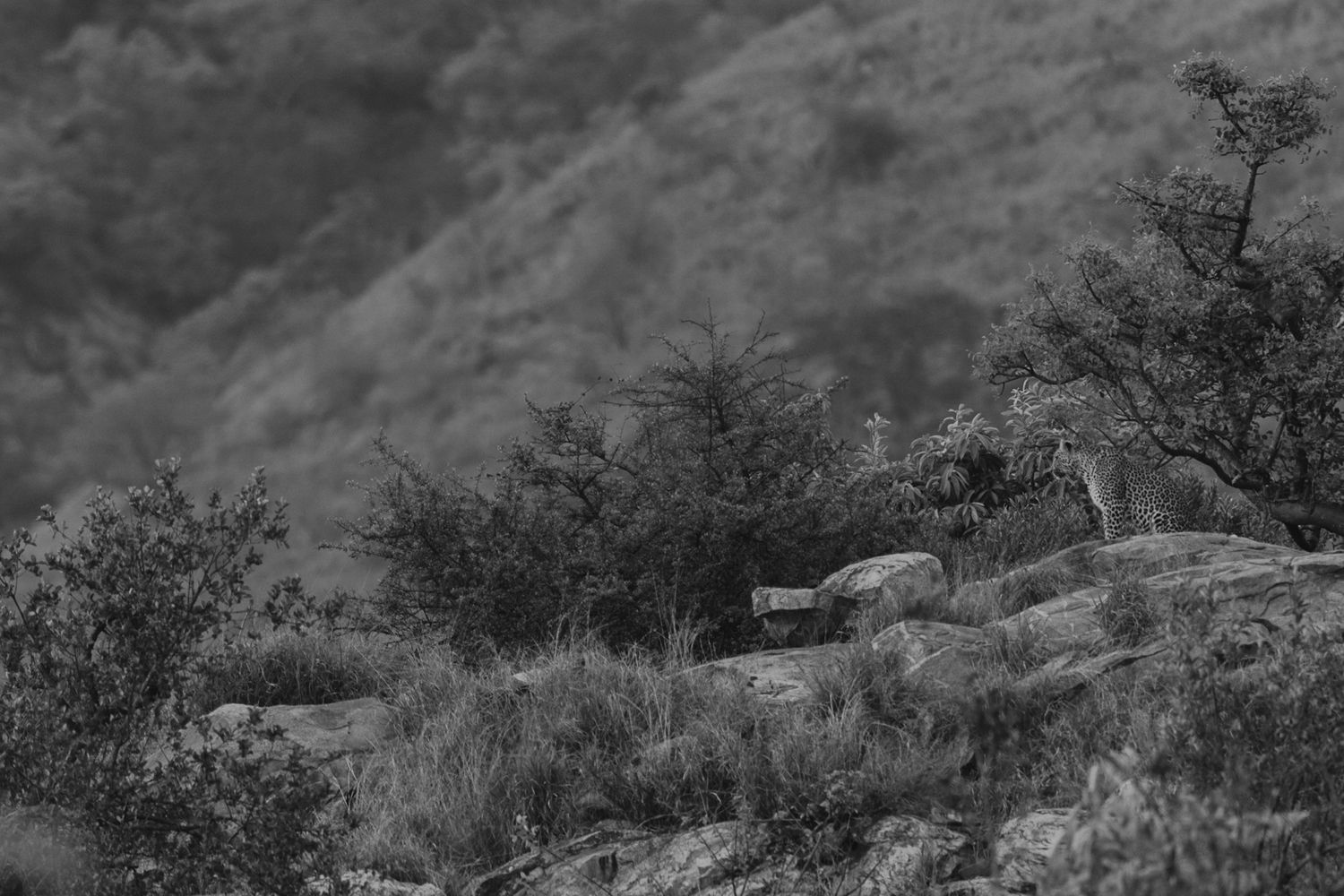 Luzaan Wildlife Photography
