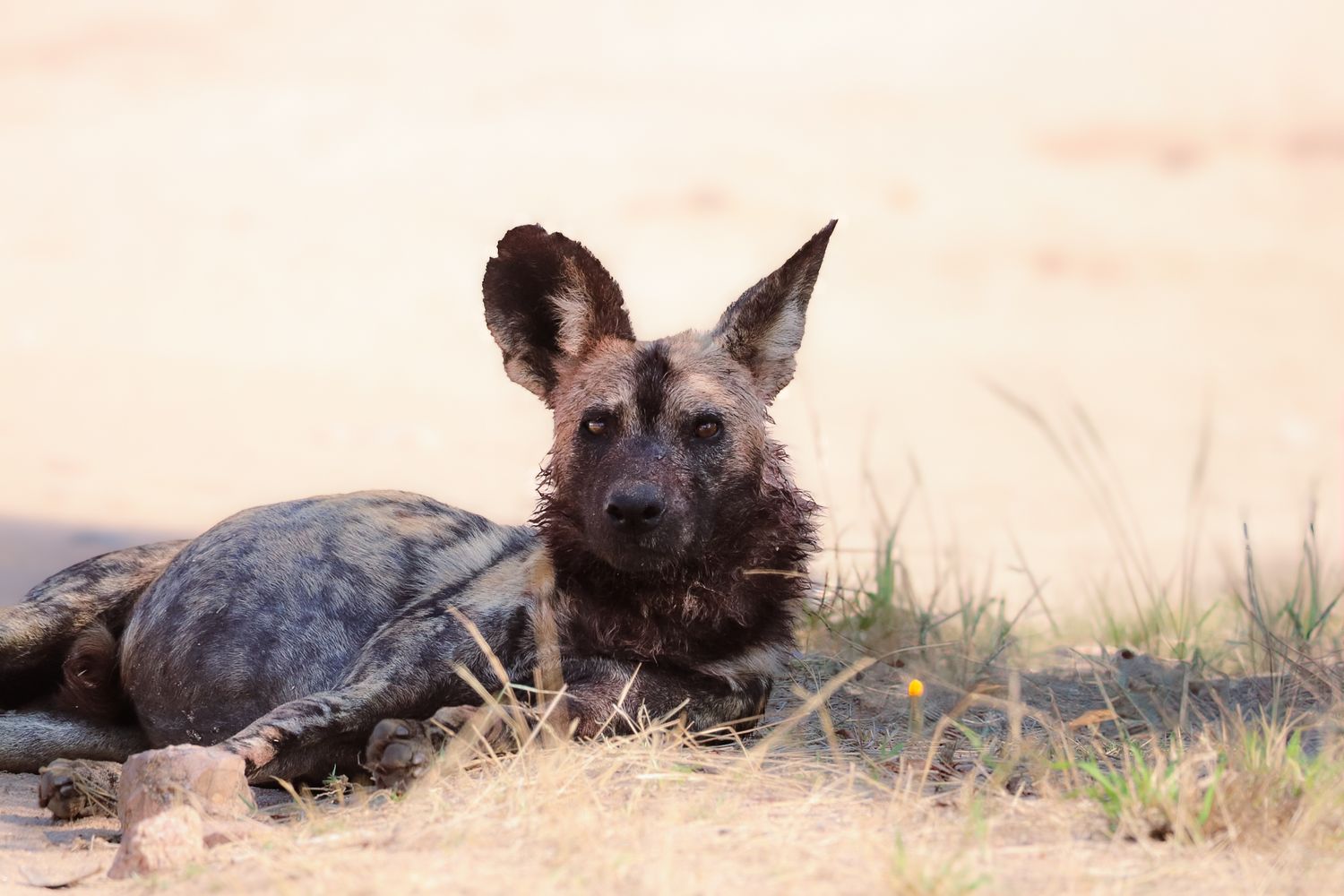 Luzaan Wildlife Photography