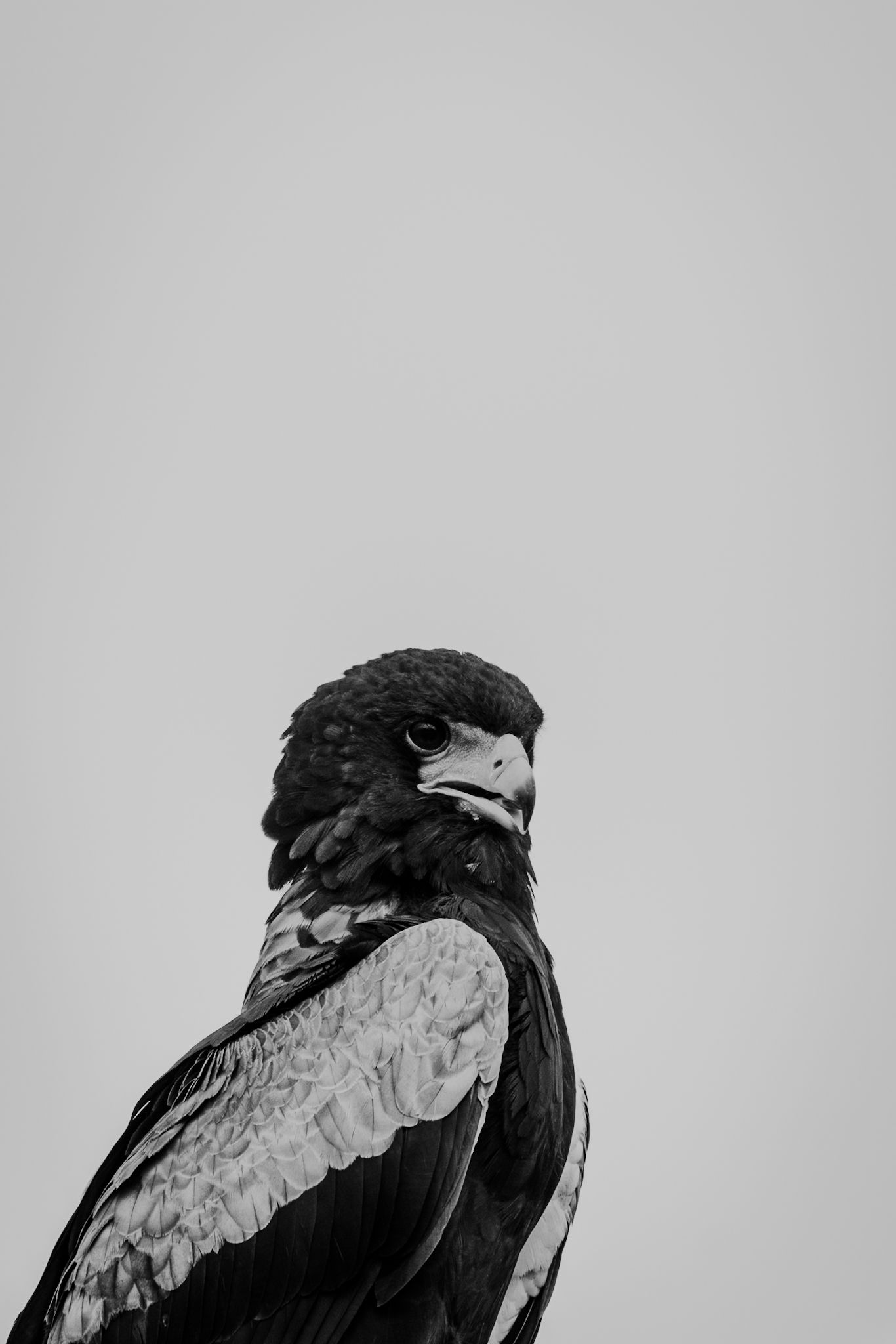 Luzaan Wildlife Photography