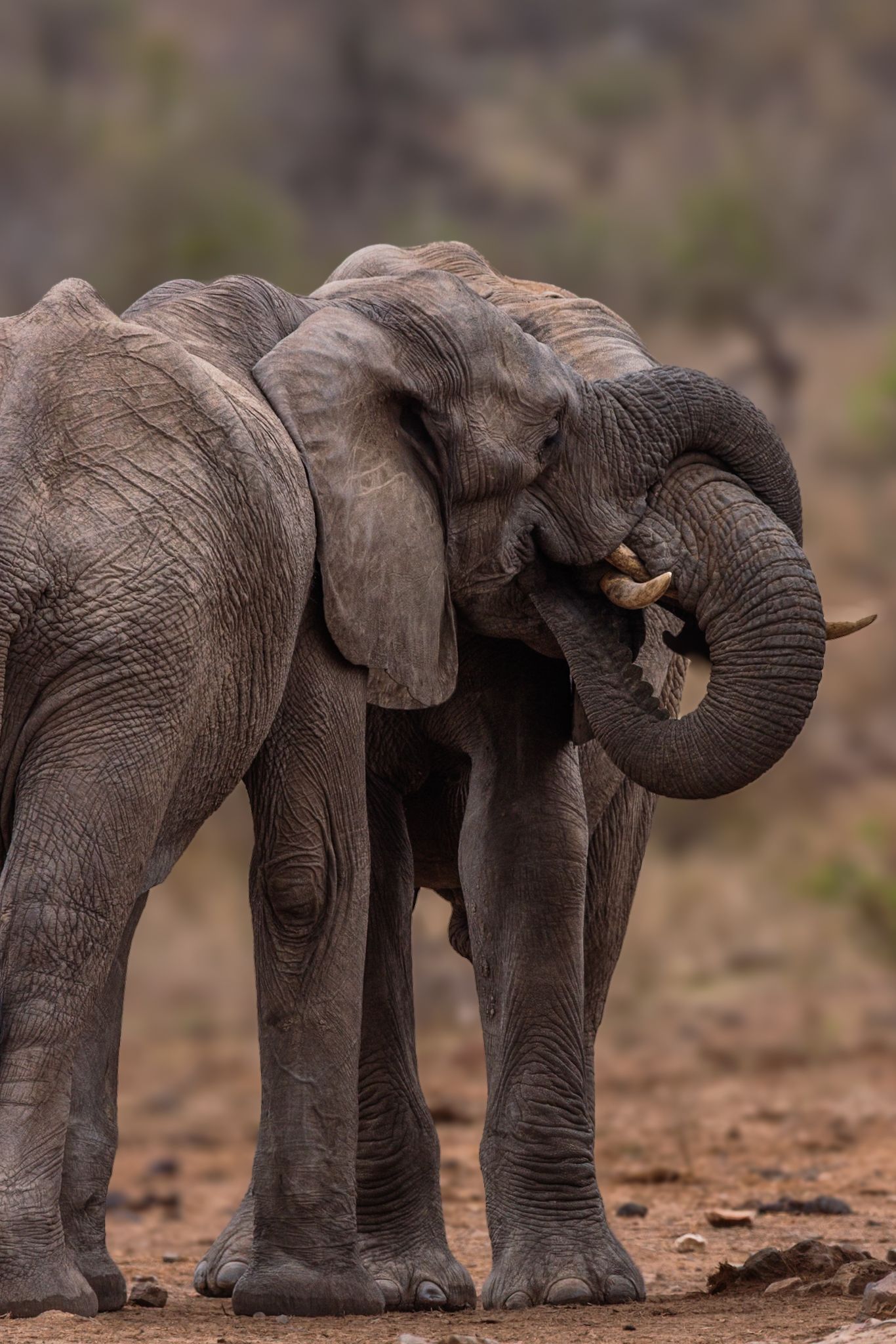 Luzaan Wildlife Photography