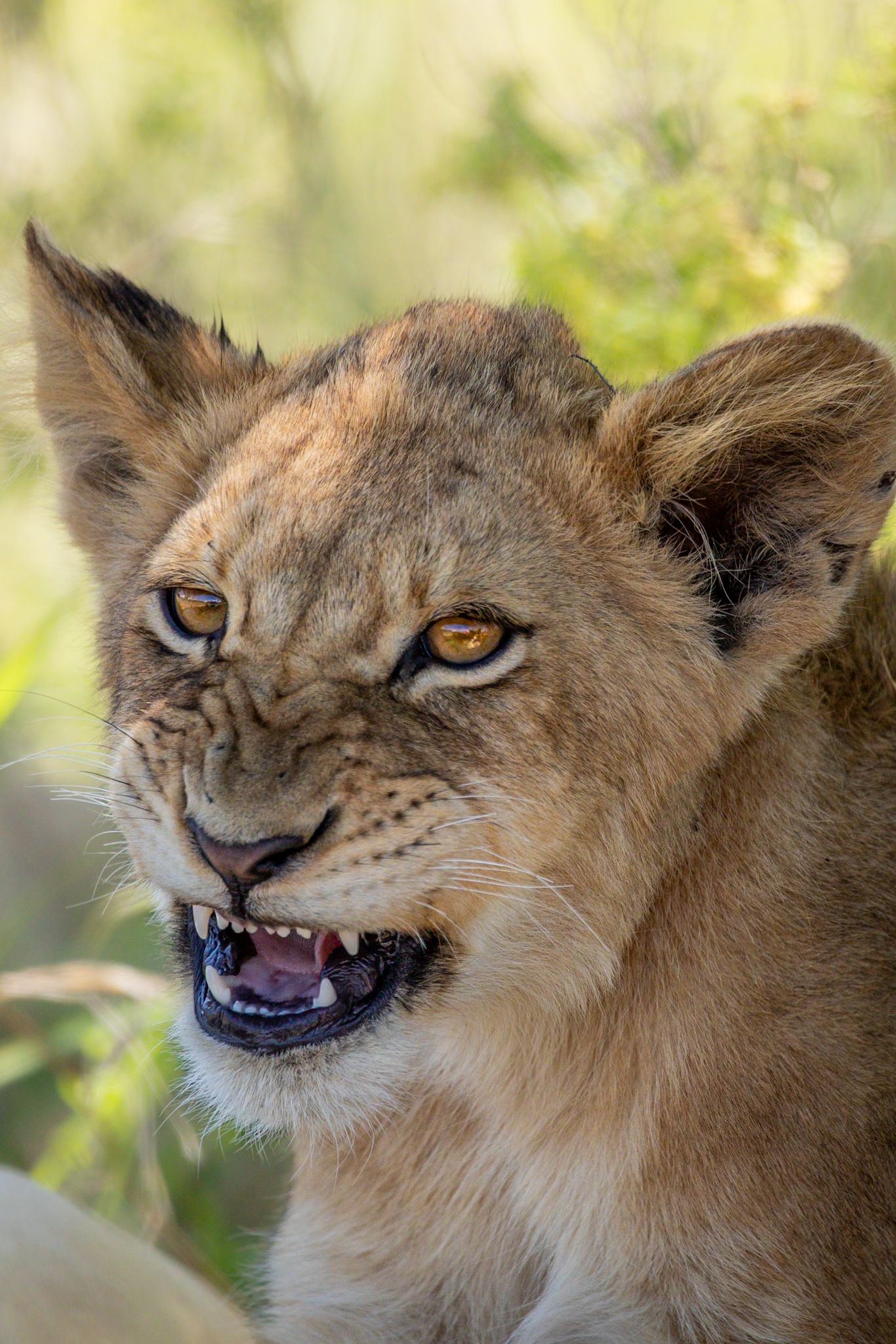 Luzaan Wildlife Photography