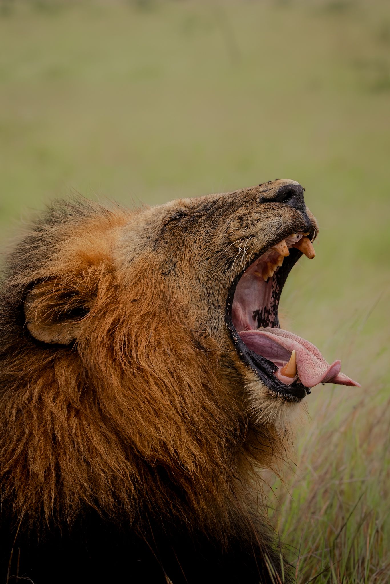 Luzaan Wildlife Photography