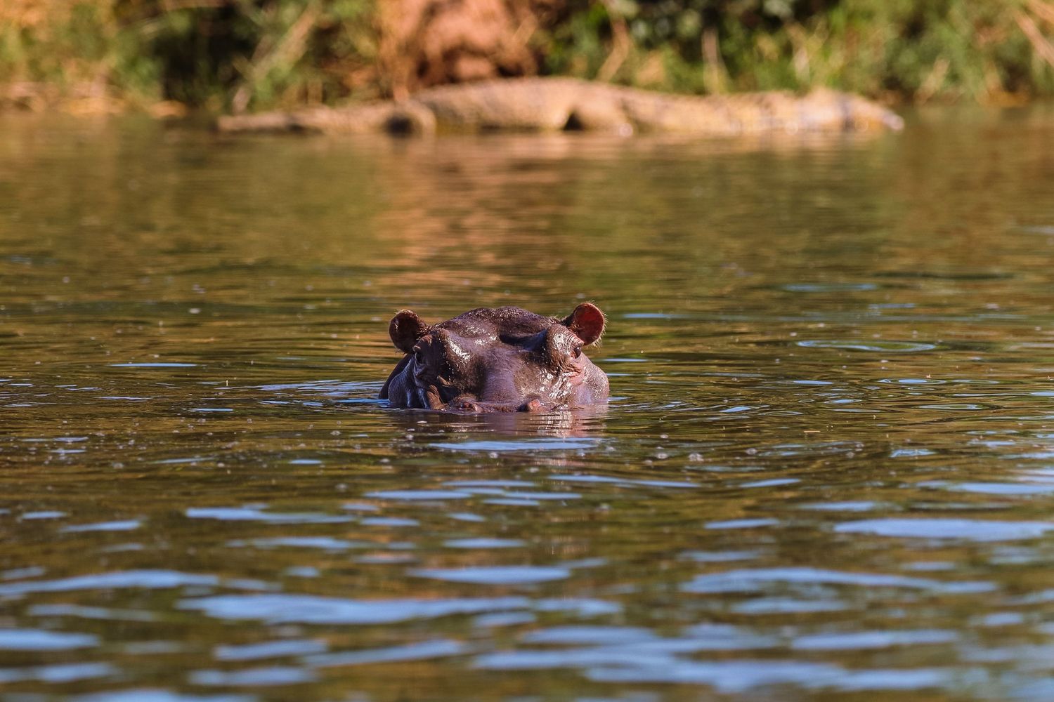 Luzaan Wildlife Photography