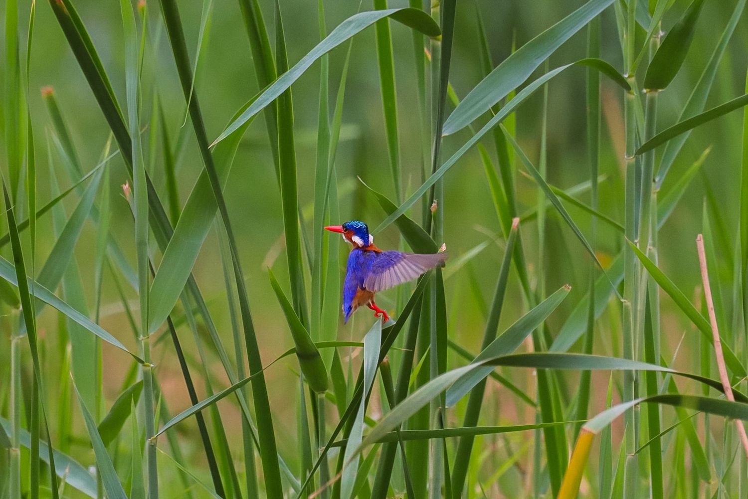 Luzaan Wildlife Photography