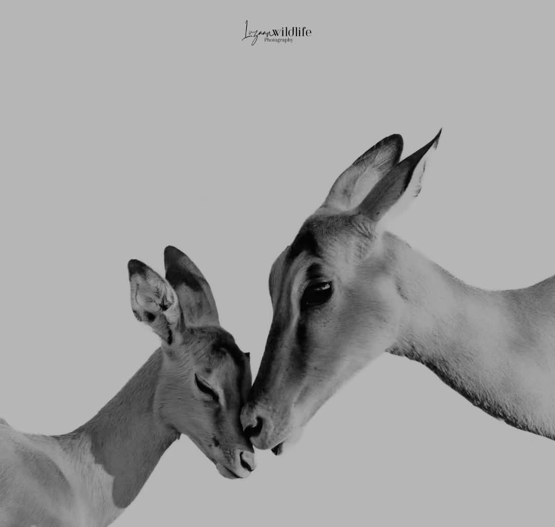Luzaan Wildlife Photography