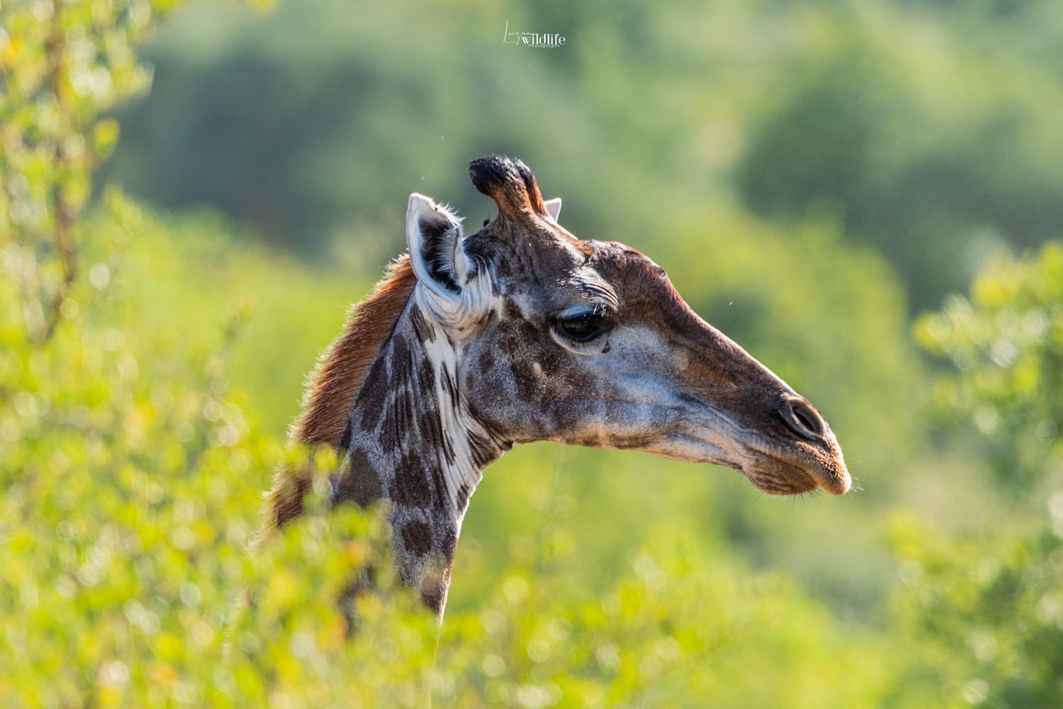 Luzaan Wildlife Photography