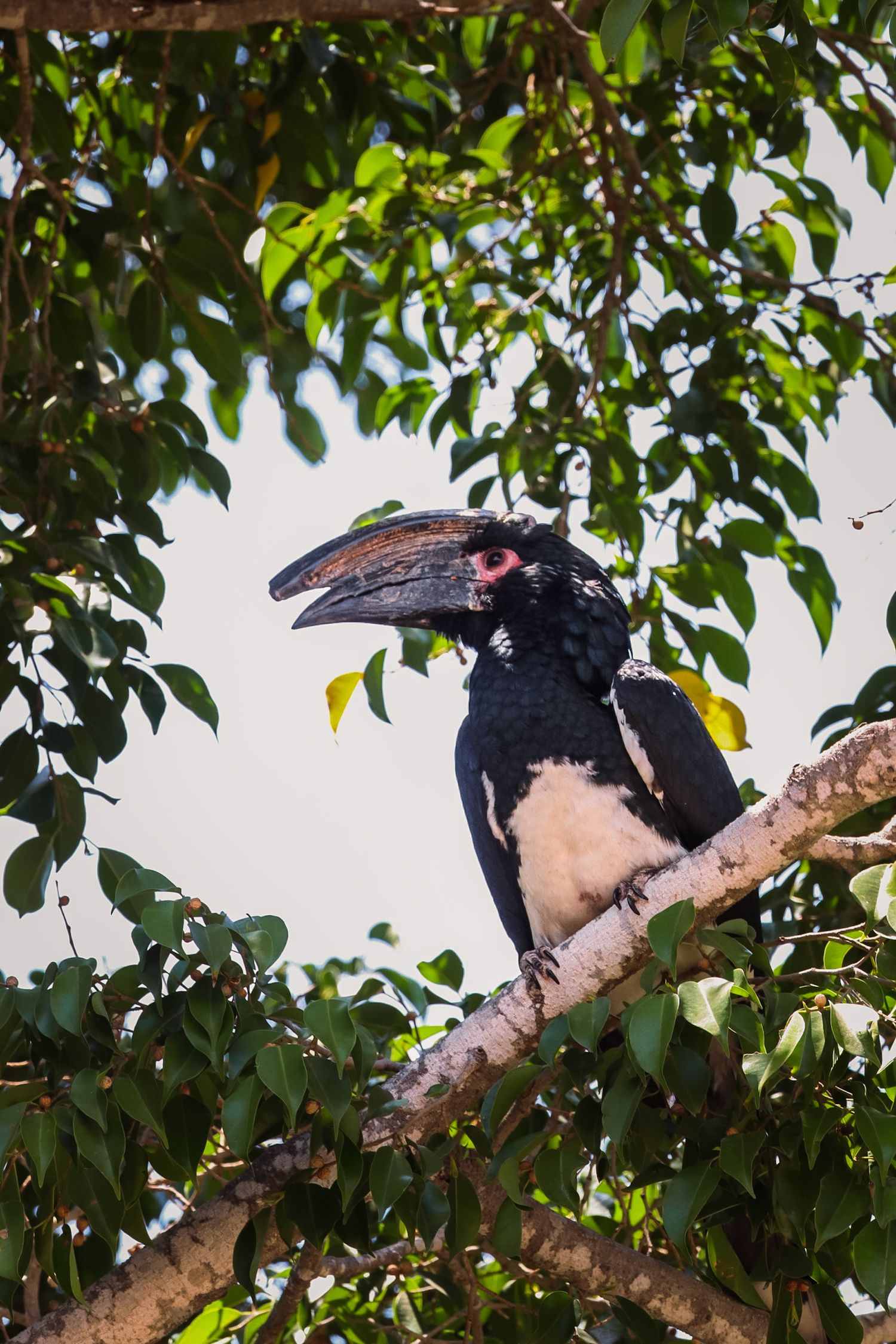 Luzaan Wildlife Photography