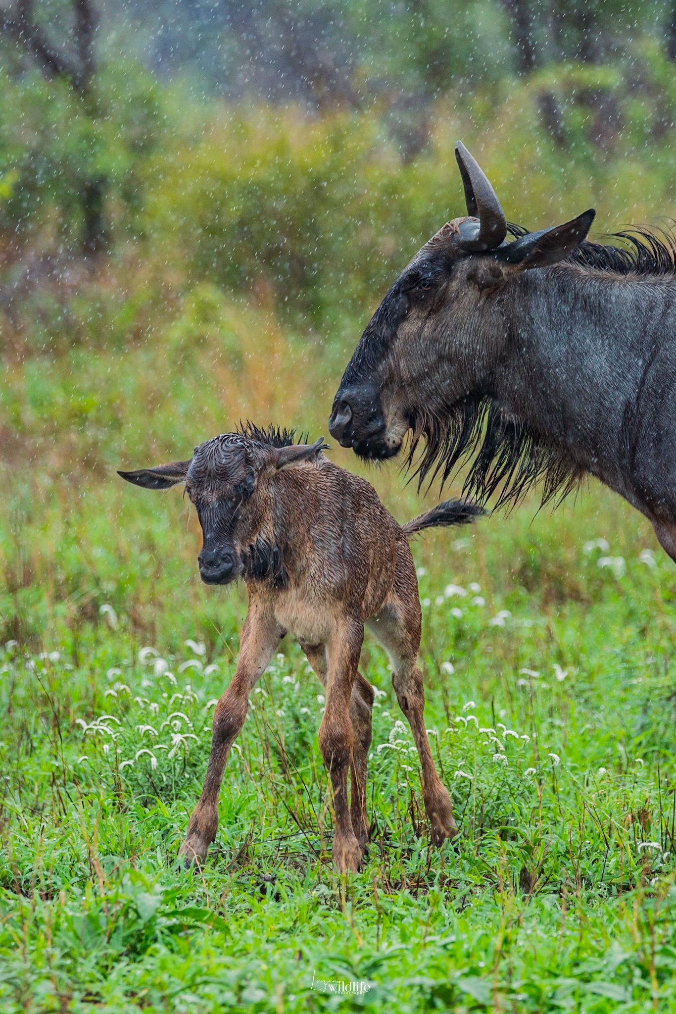 Luzaan Wildlife Photography