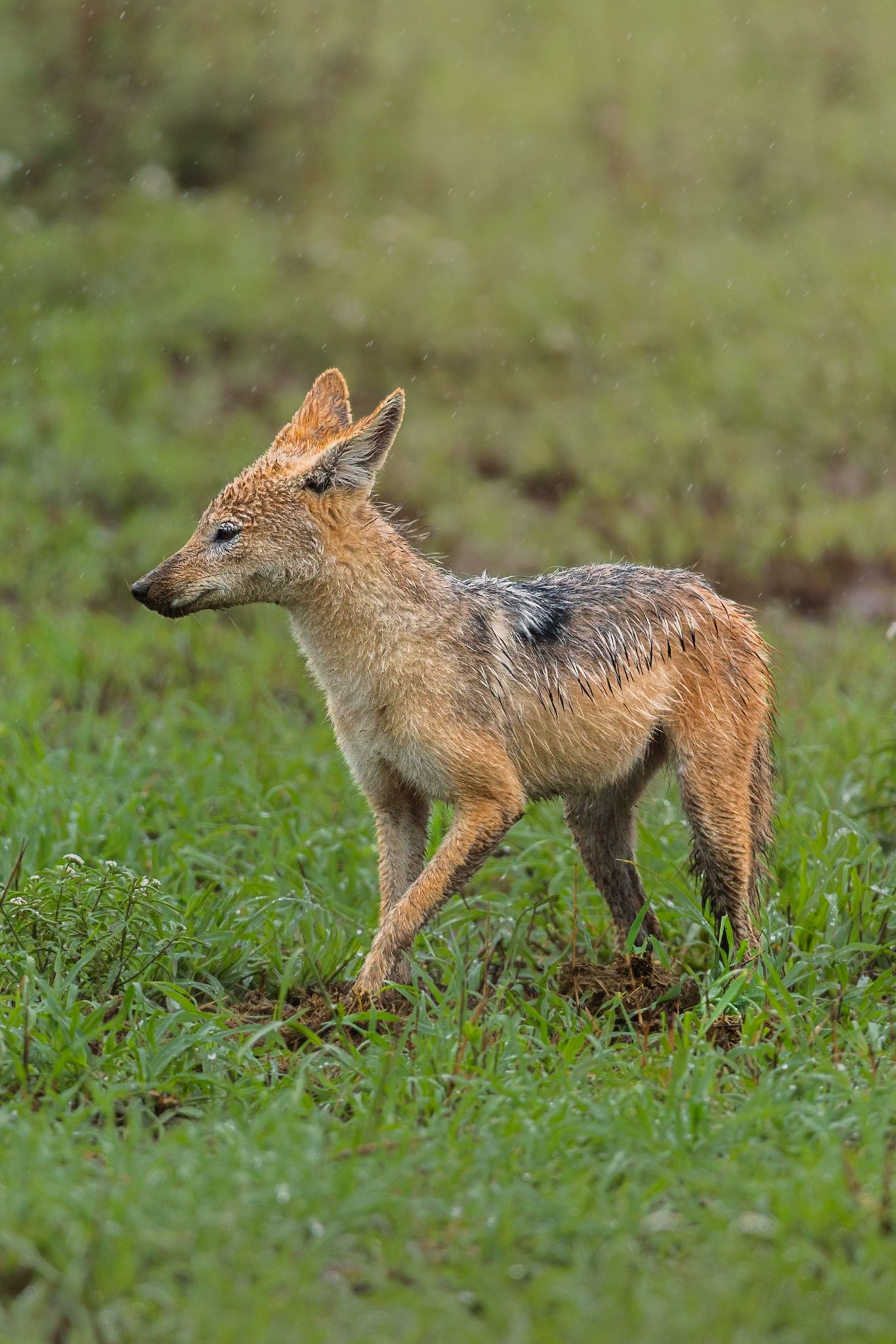 Luzaan Wildlife Photography