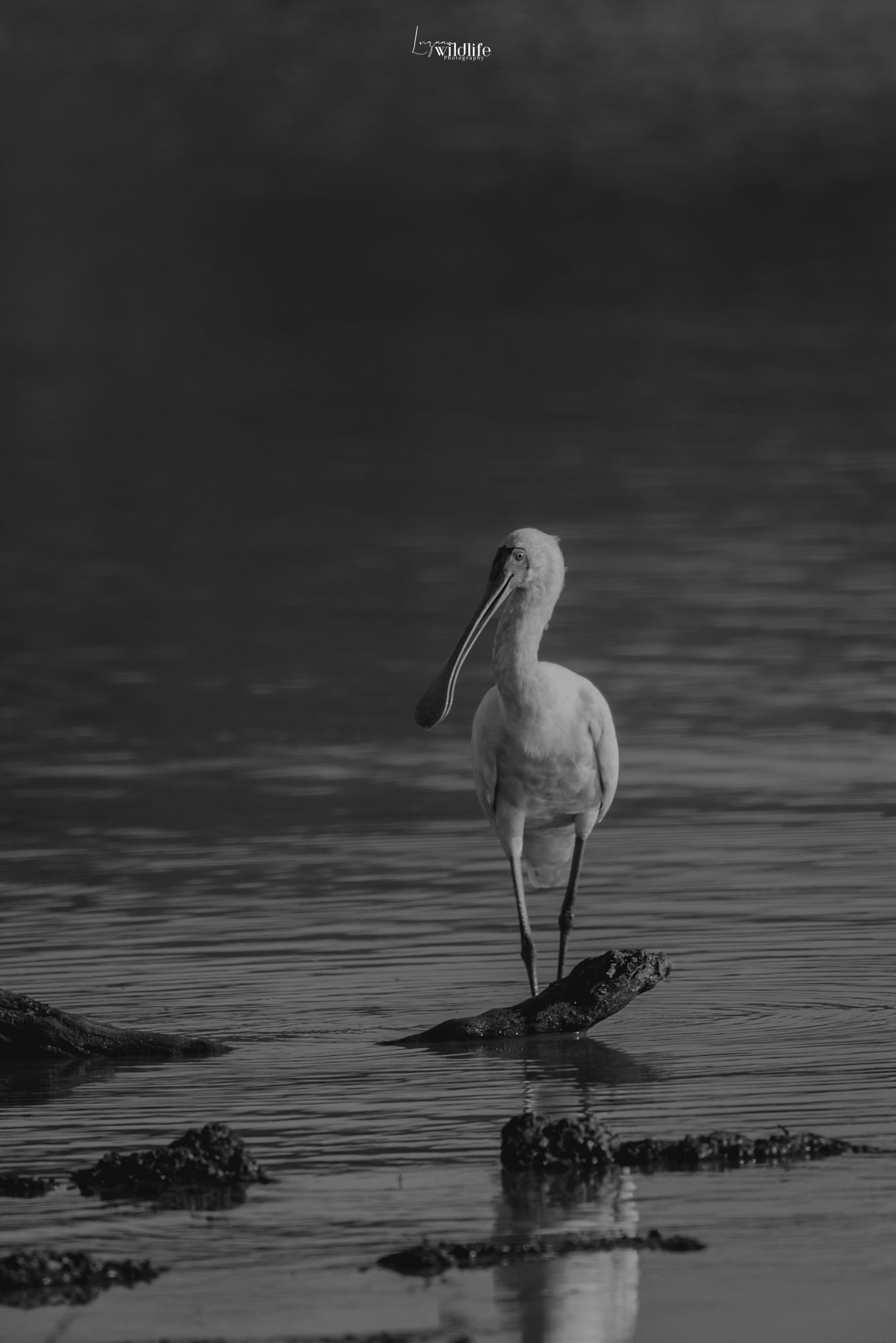 Luzaan Wildlife Photography