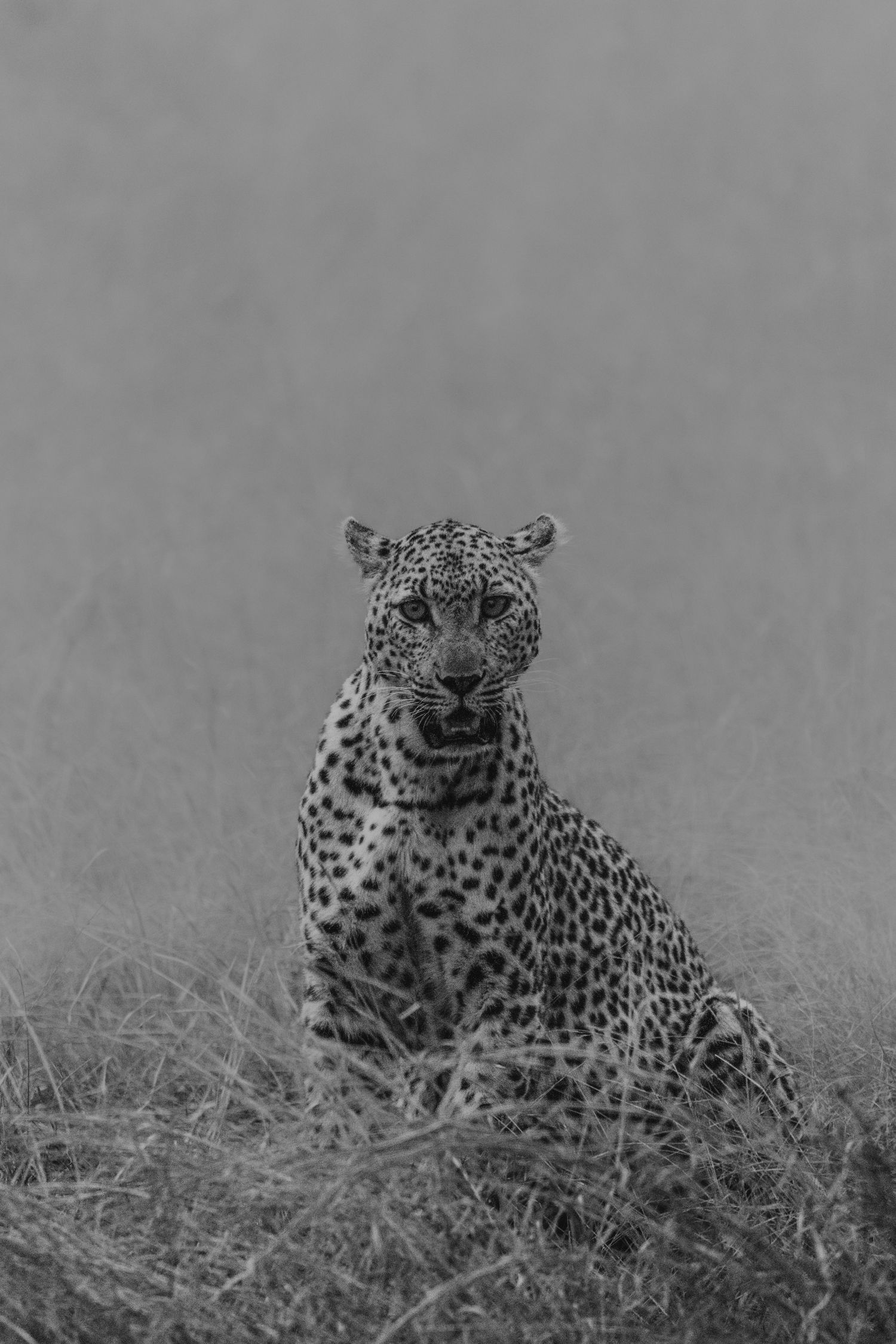 Luzaan Wildlife Photography