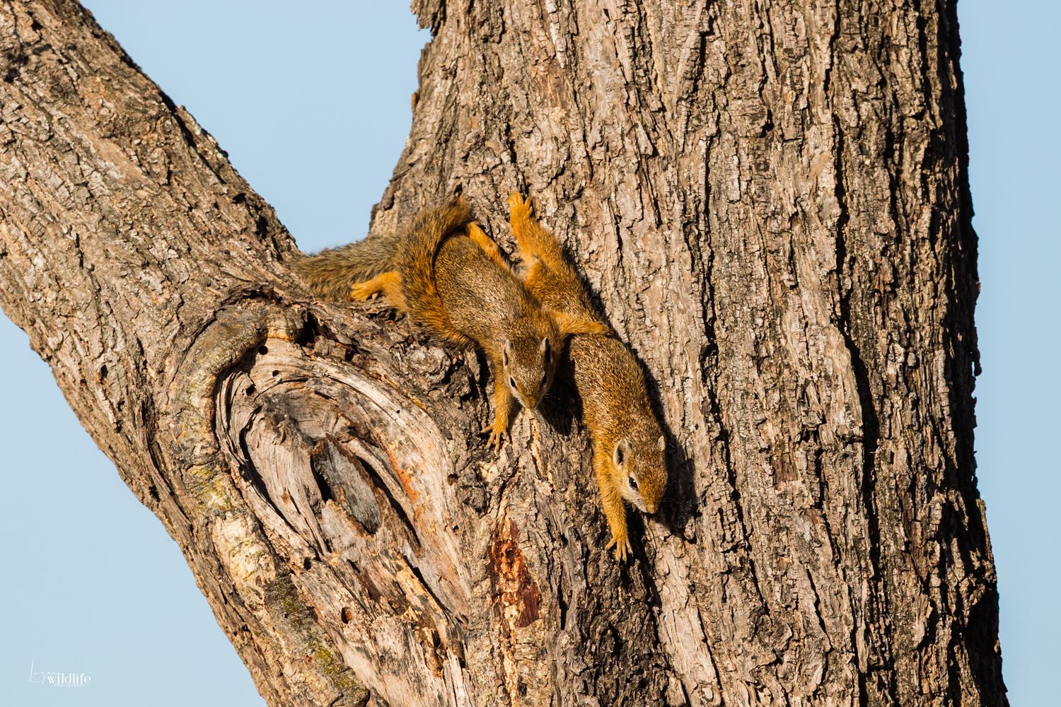 Luzaan Wildlife Photography