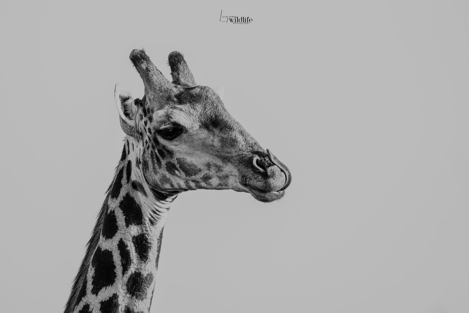 Luzaan Wildlife Photography