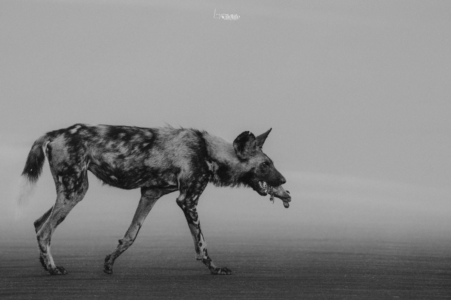 Luzaan Wildlife Photography