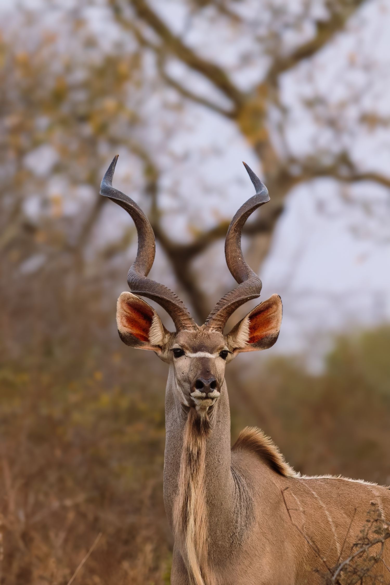 Luzaan Wildlife Photography