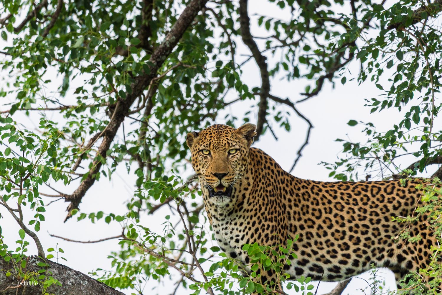 Luzaan Wildlife Photography