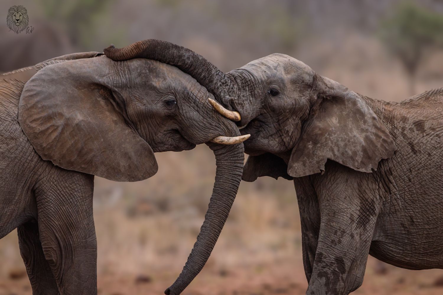 Luzaan Wildlife Photography