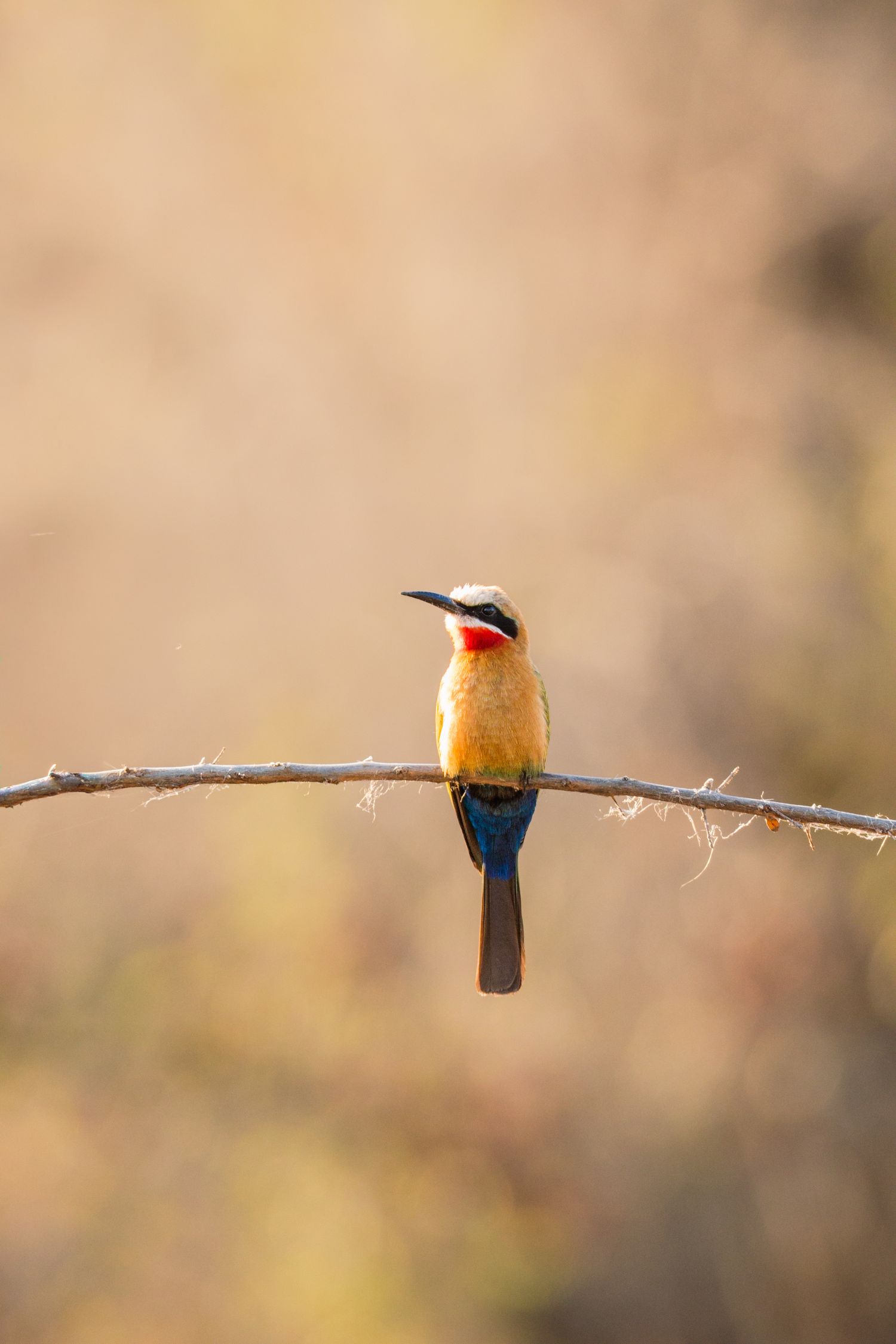 Luzaan Wildlife Photography