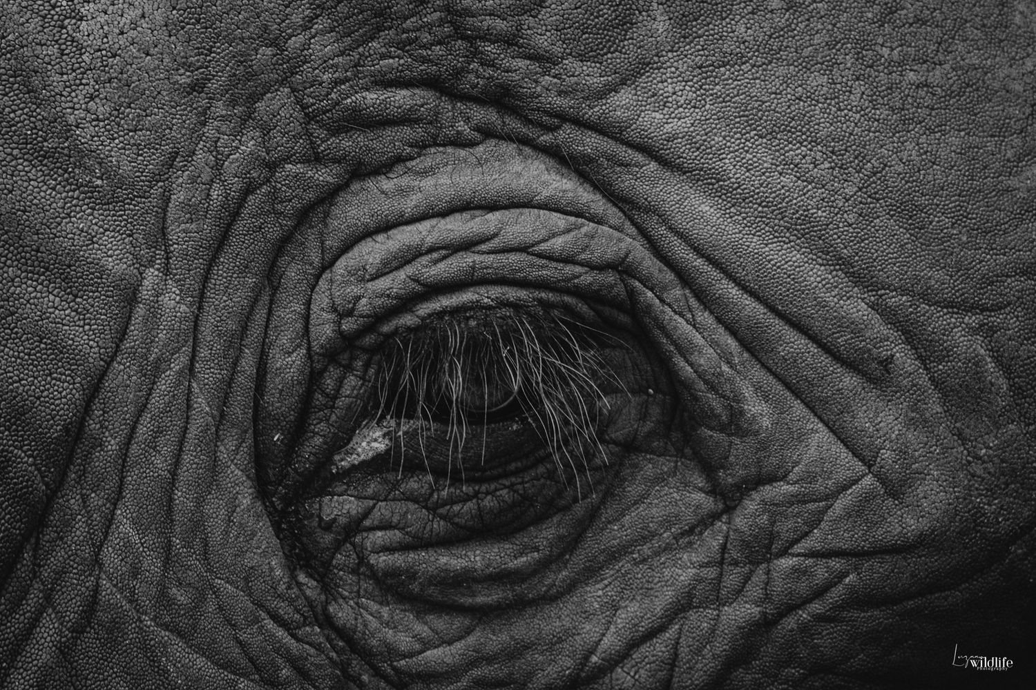 Luzaan Wildlife Photography