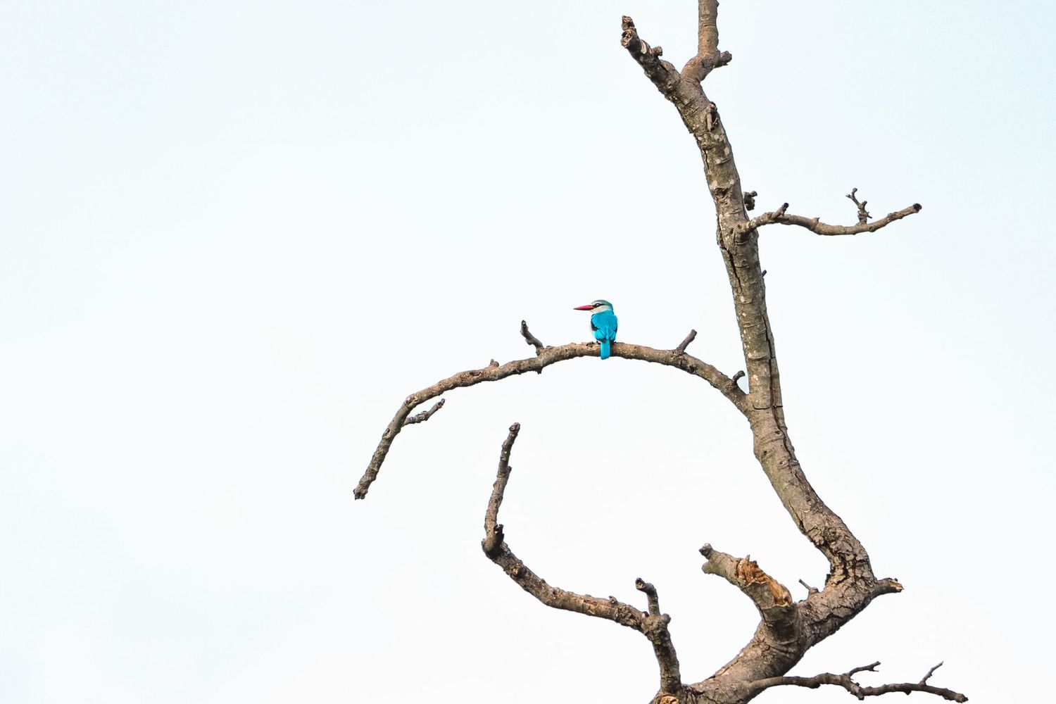 Luzaan Wildlife Photography