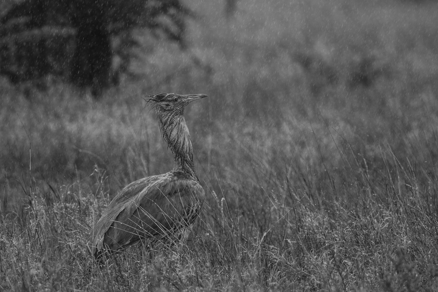 Luzaan Wildlife Photography