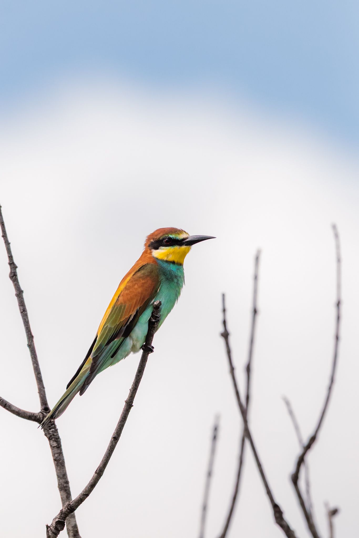 Luzaan Wildlife Photography