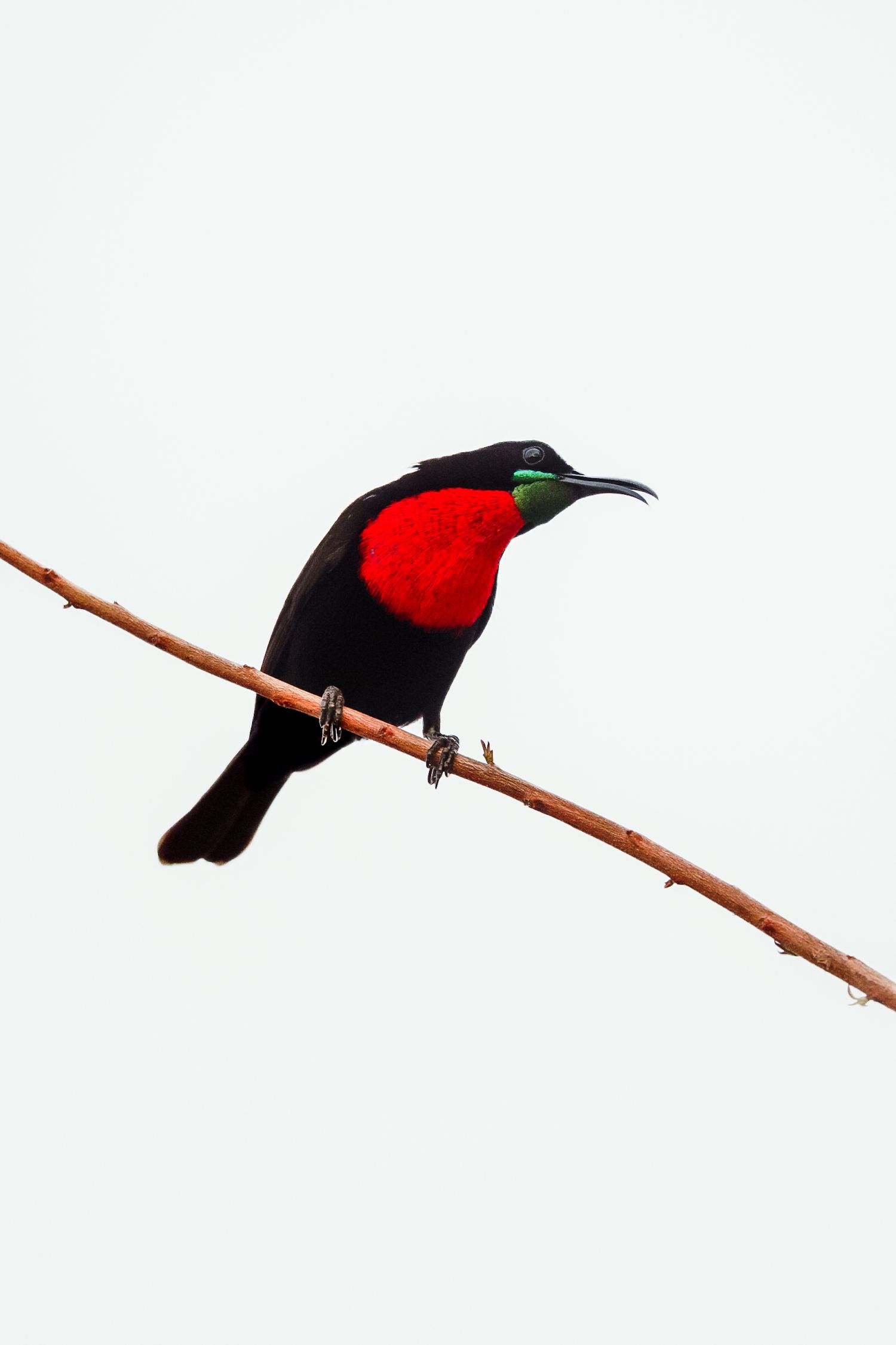 Luzaan Wildlife Photography