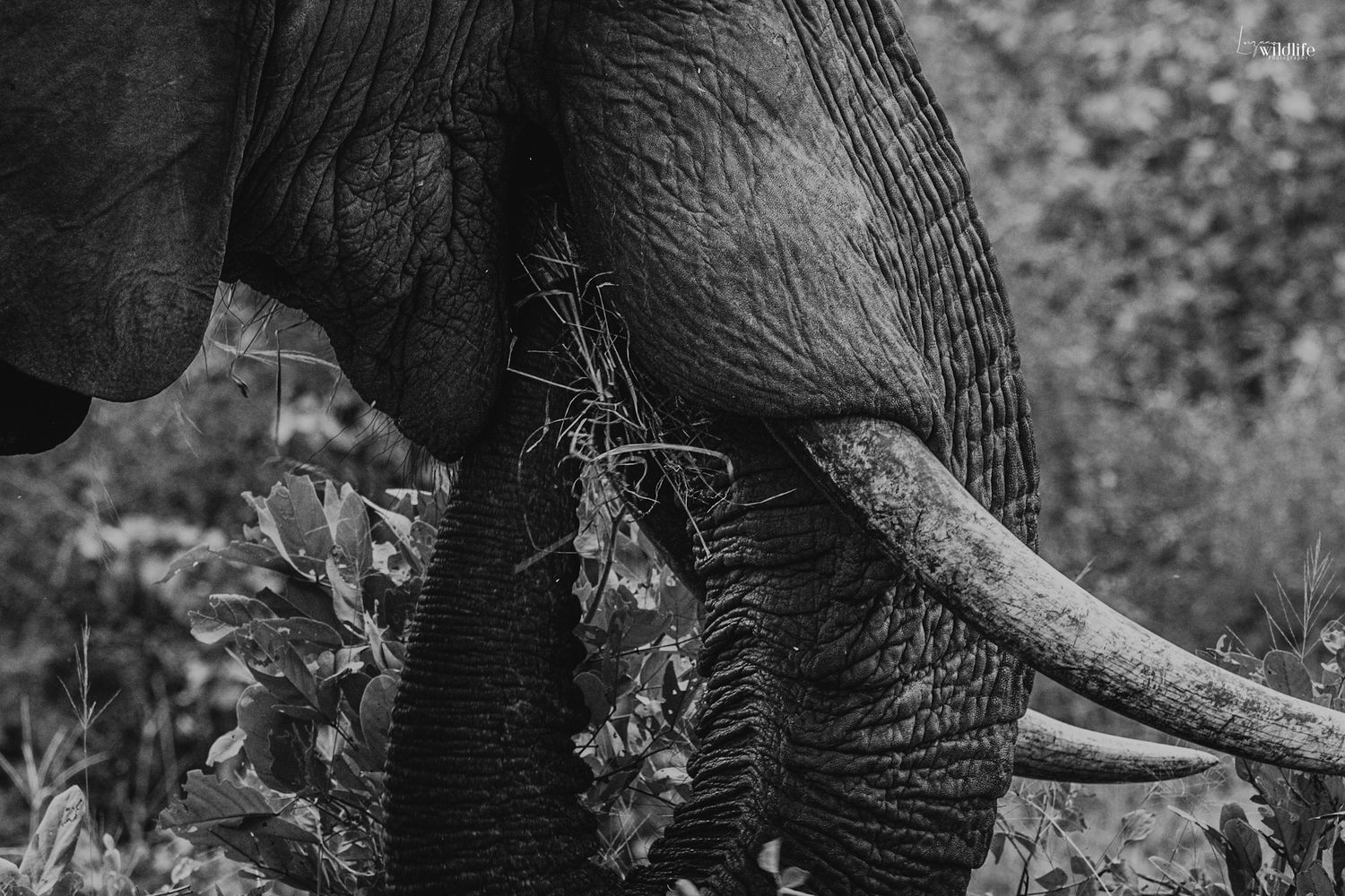 Luzaan Wildlife Photography