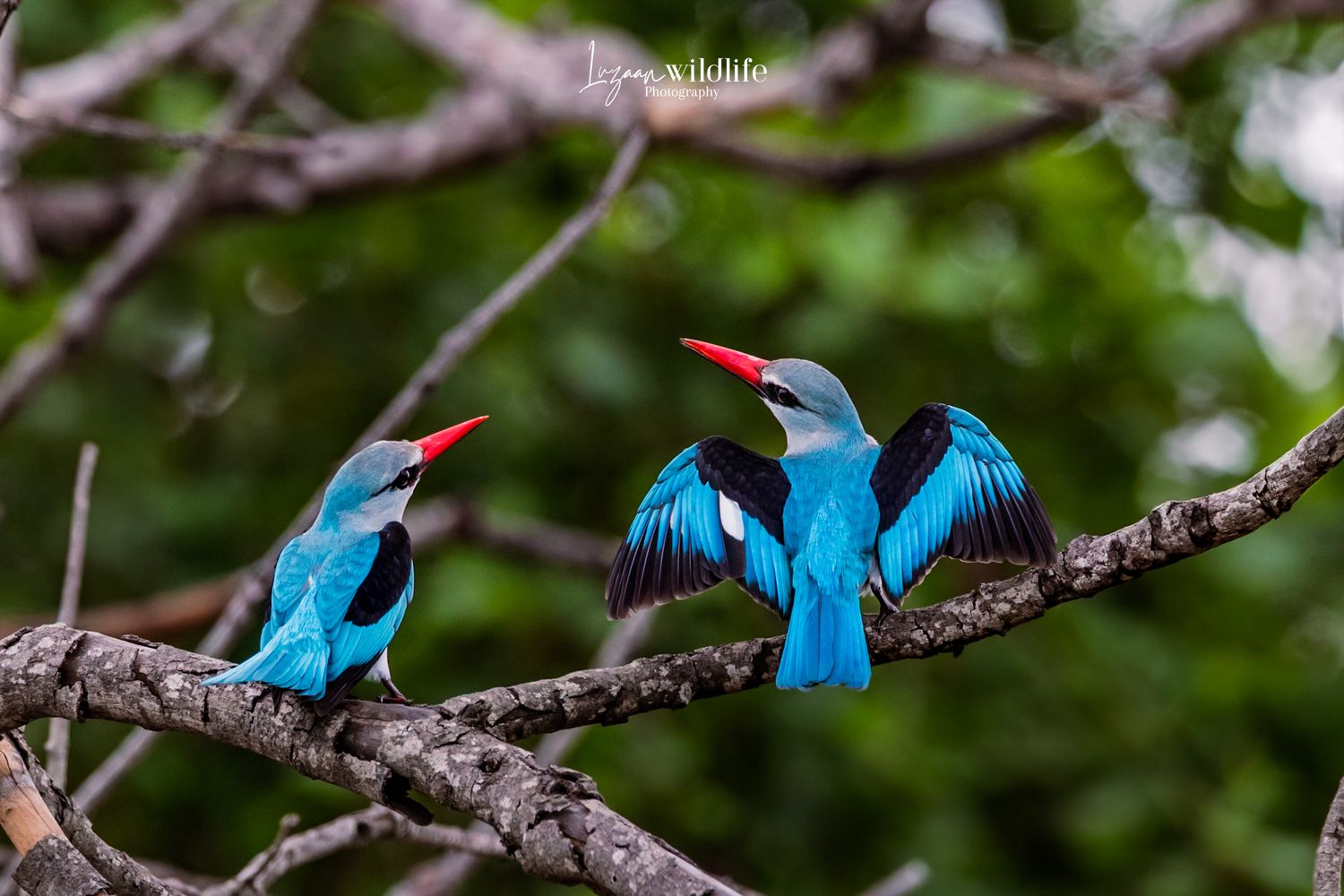 Luzaan Wildlife Photography