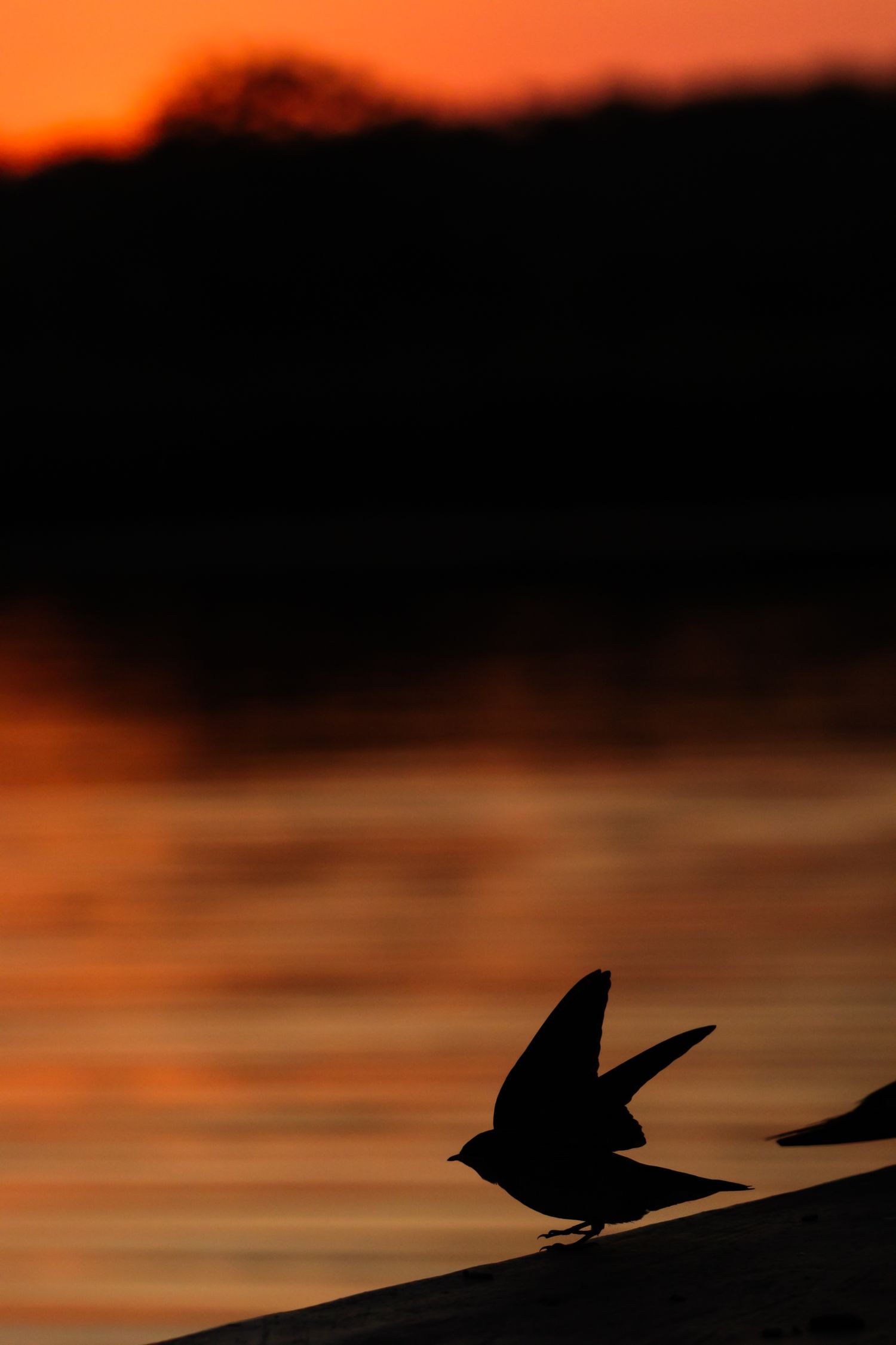 Luzaan Wildlife Photography