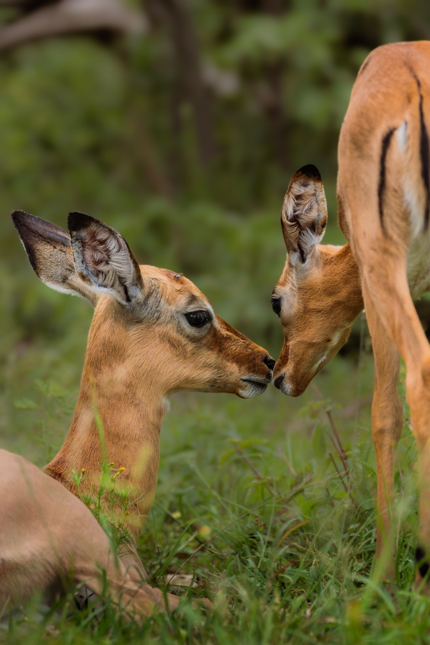 Luzaan Wildlife Photography