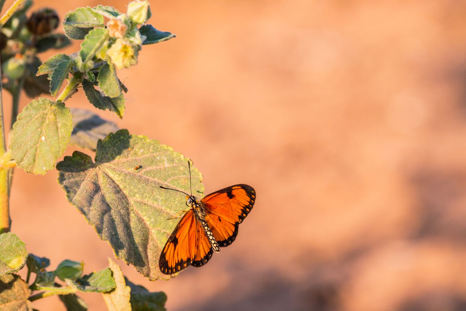 Luzaan Wildlife Photography