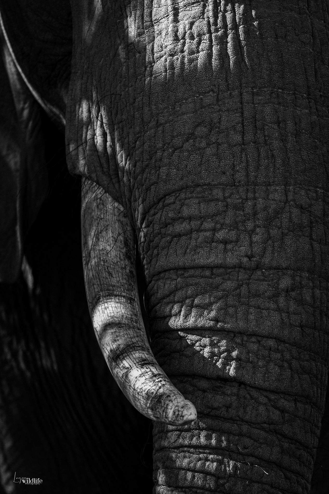Luzaan Wildlife Photography