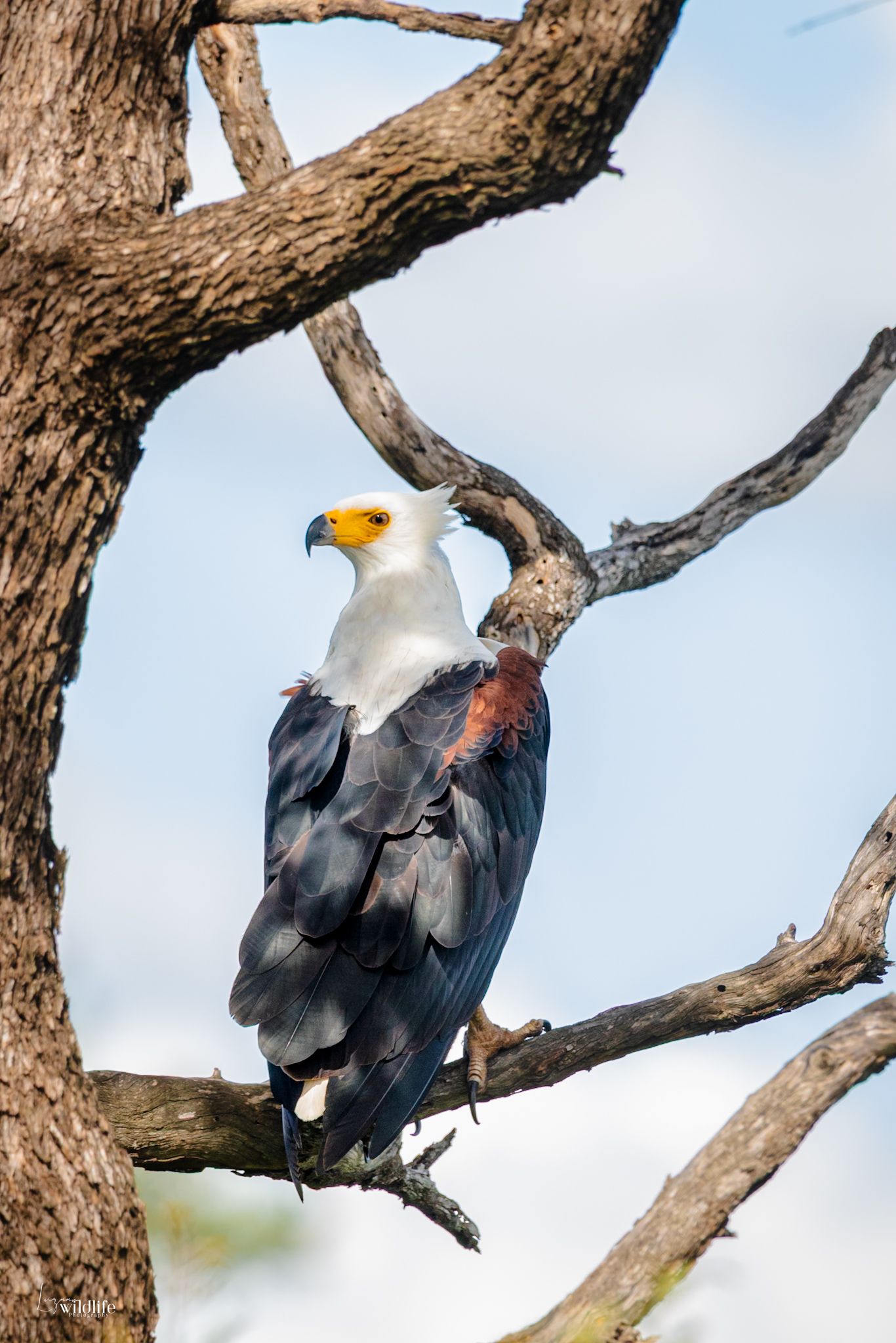 Luzaan Wildlife Photography
