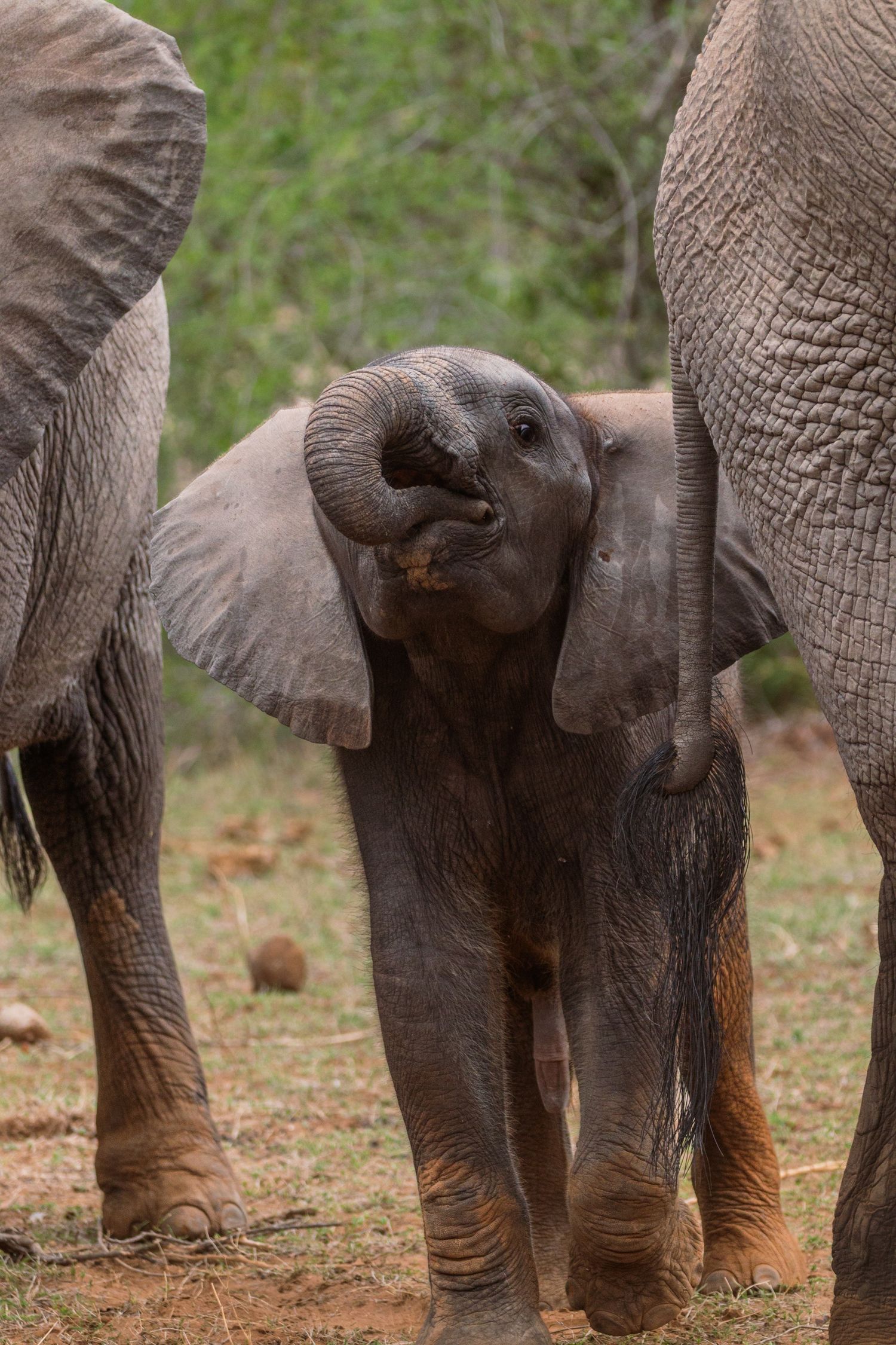 Luzaan Wildlife Photography