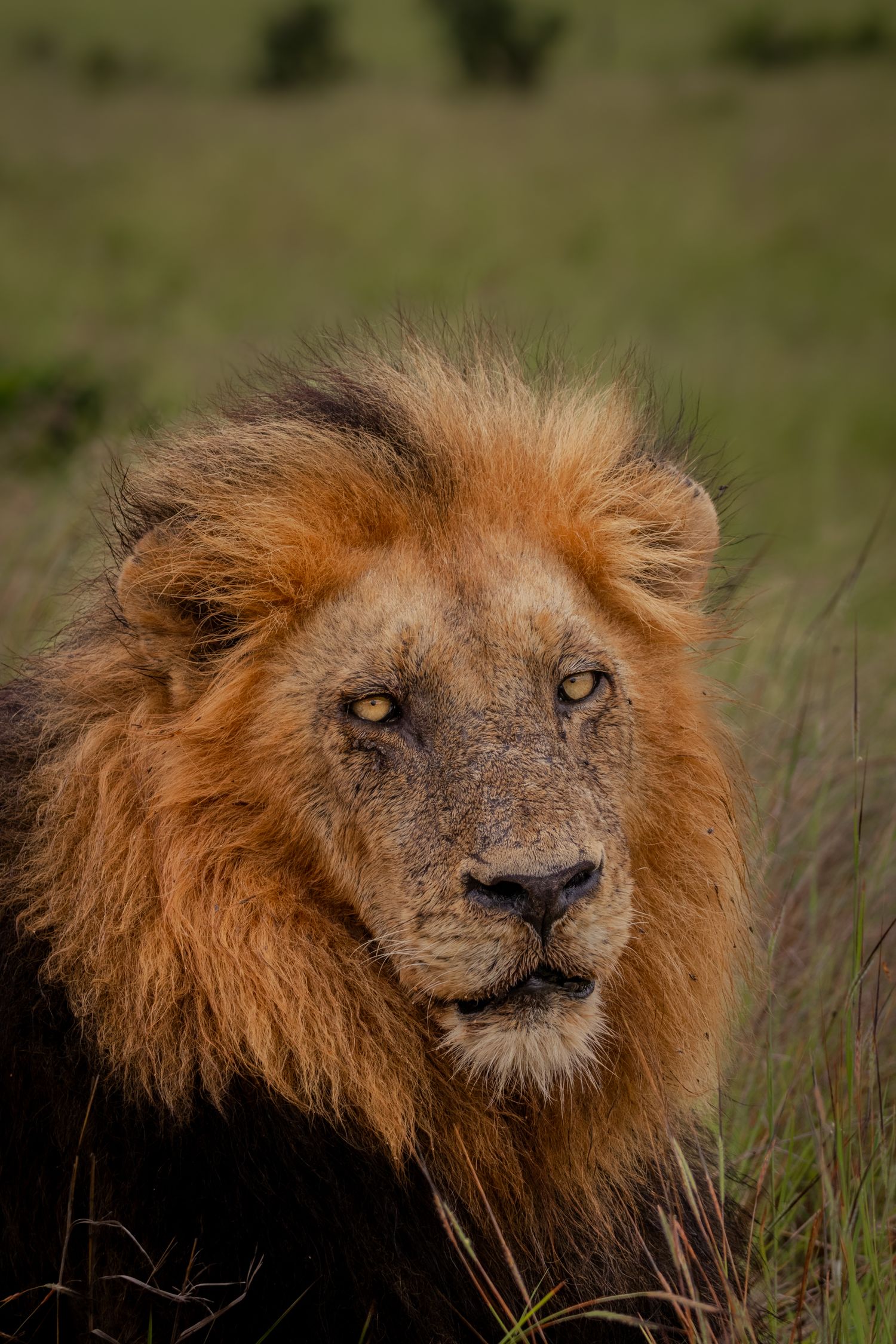 Luzaan Wildlife Photography