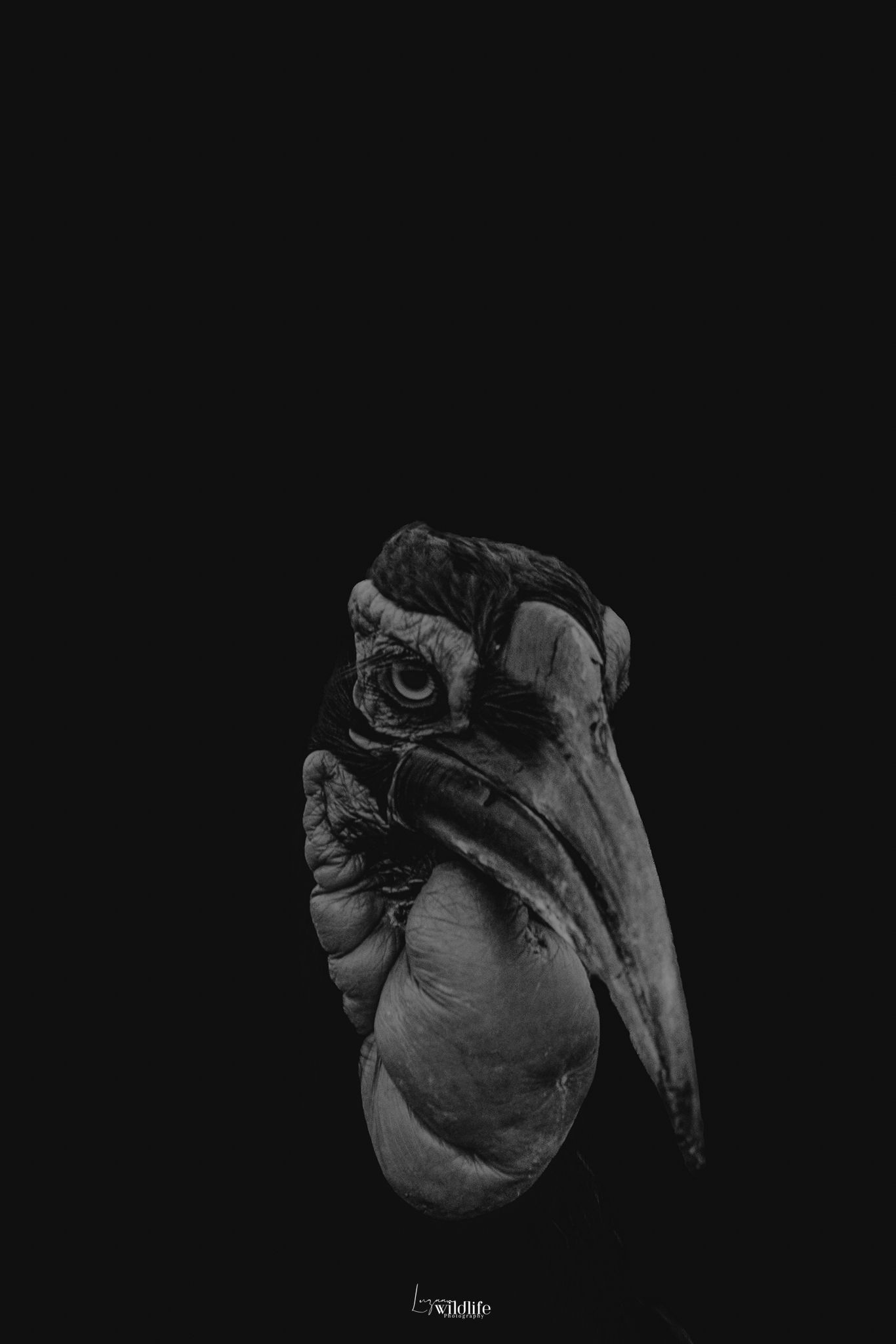 Luzaan Wildlife Photography