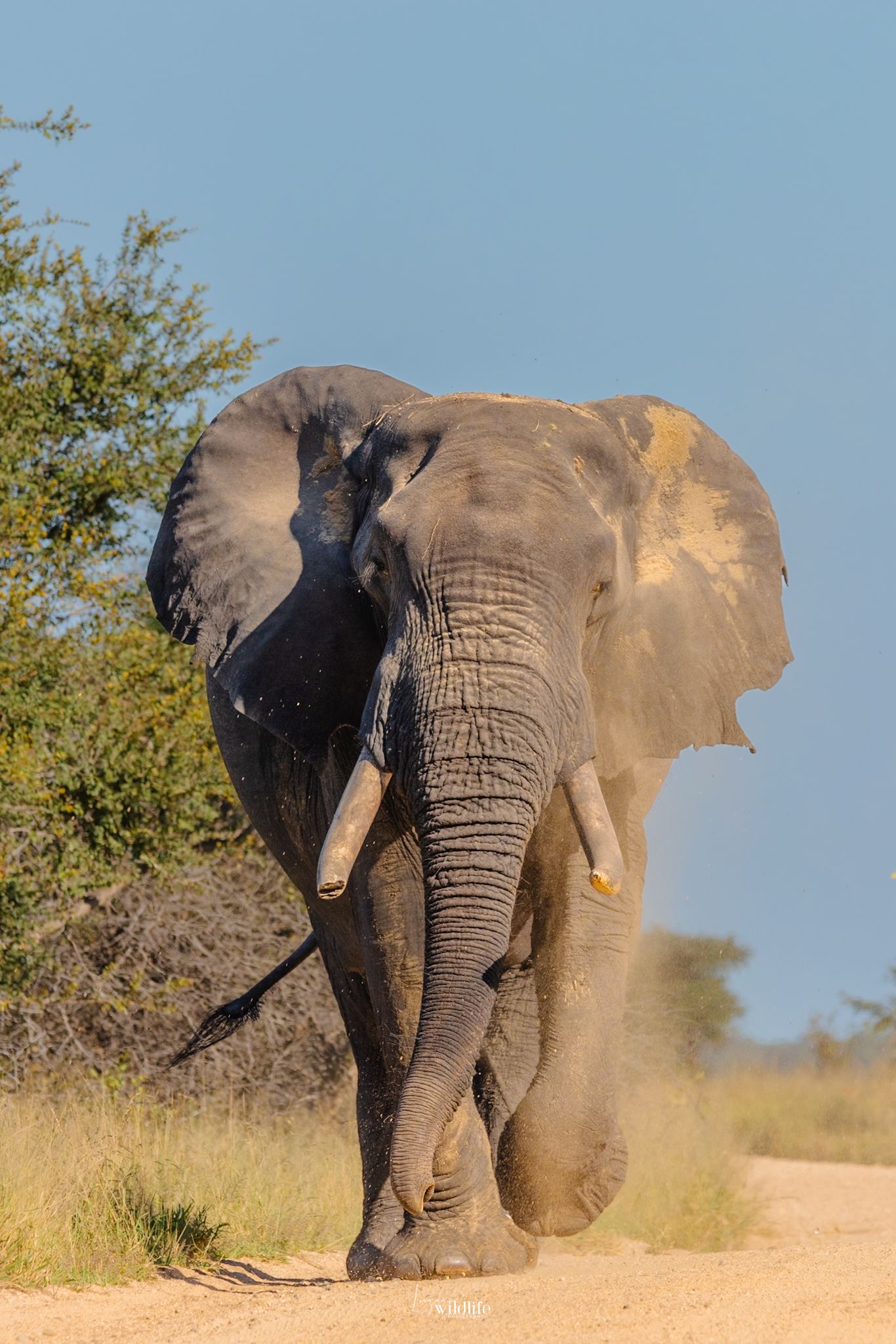 Luzaan Wildlife Photography