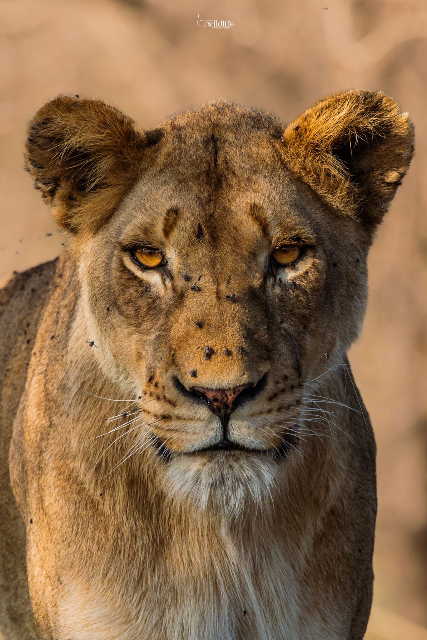 Luzaan Wildlife Photography