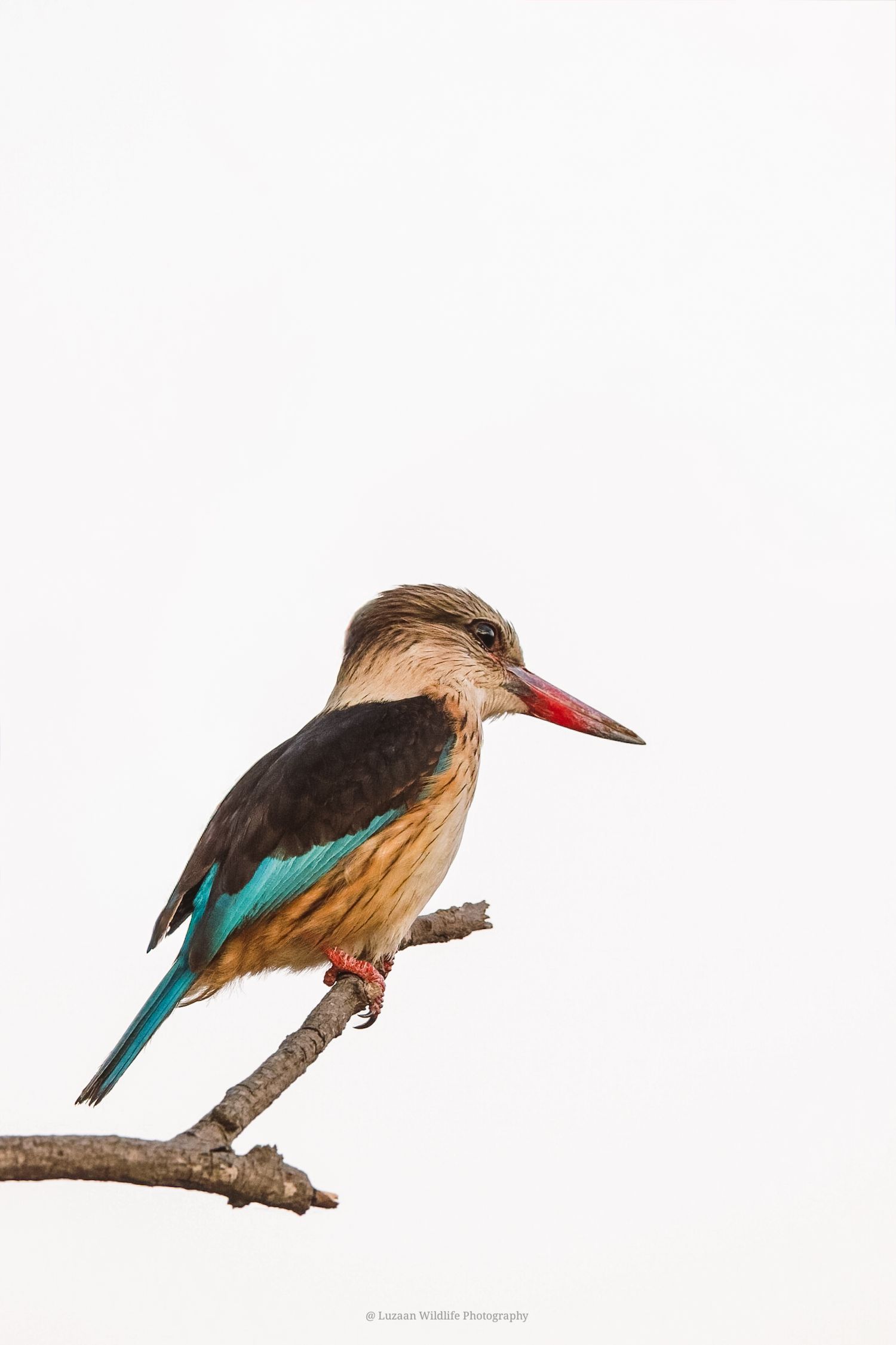 Luzaan Wildlife Photography