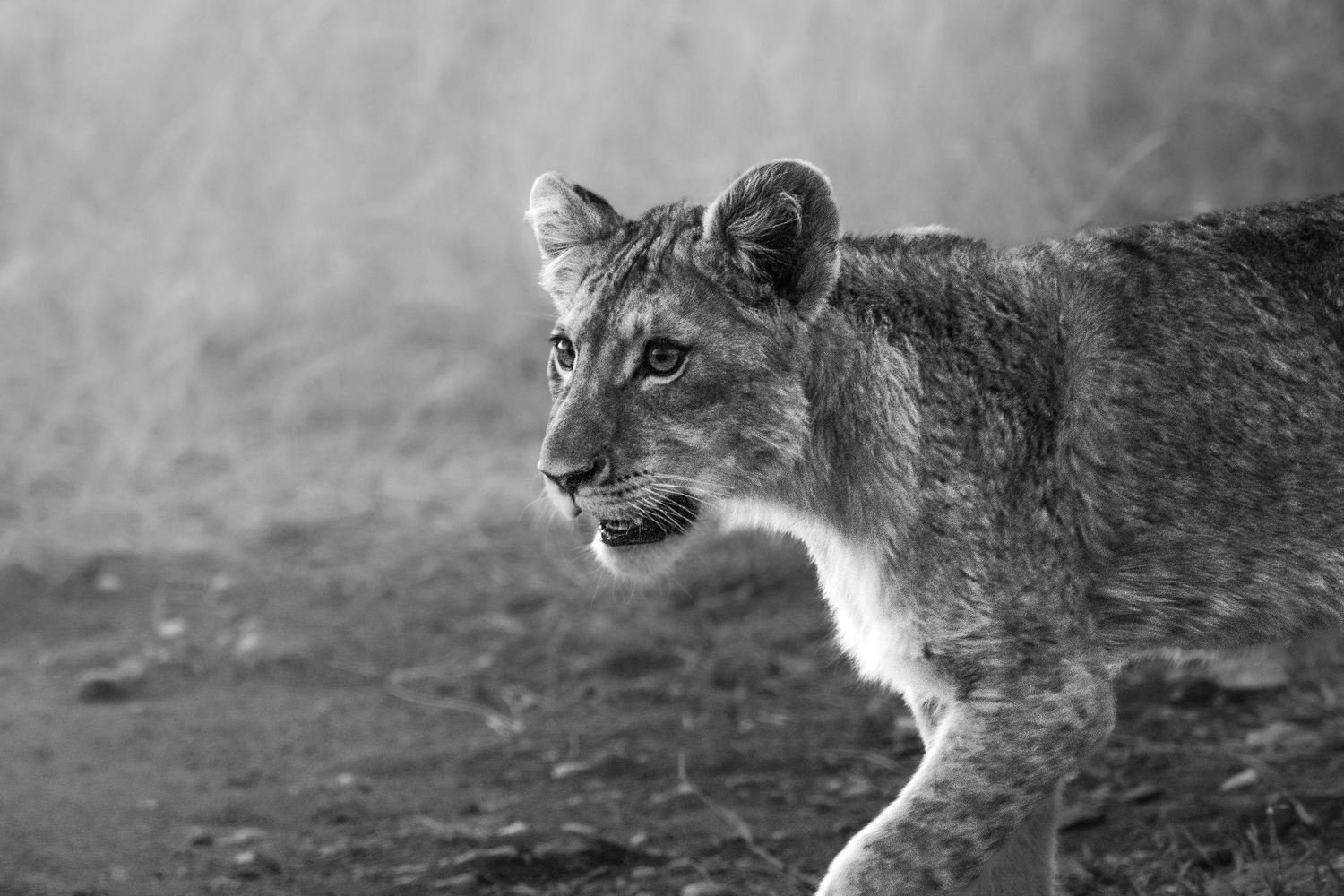 Luzaan Wildlife Photography