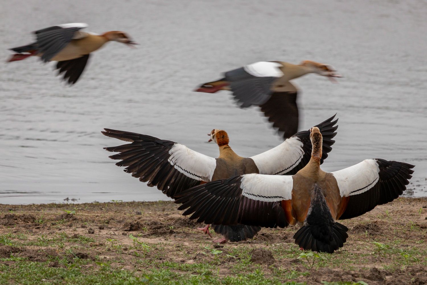 Luzaan Wildlife Photography