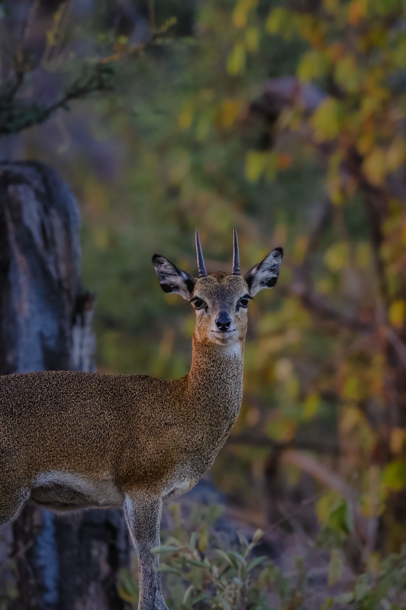 Luzaan Wildlife Photography