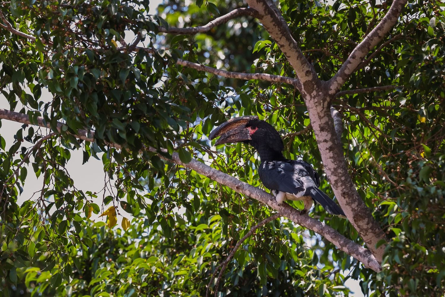 Luzaan Wildlife Photography