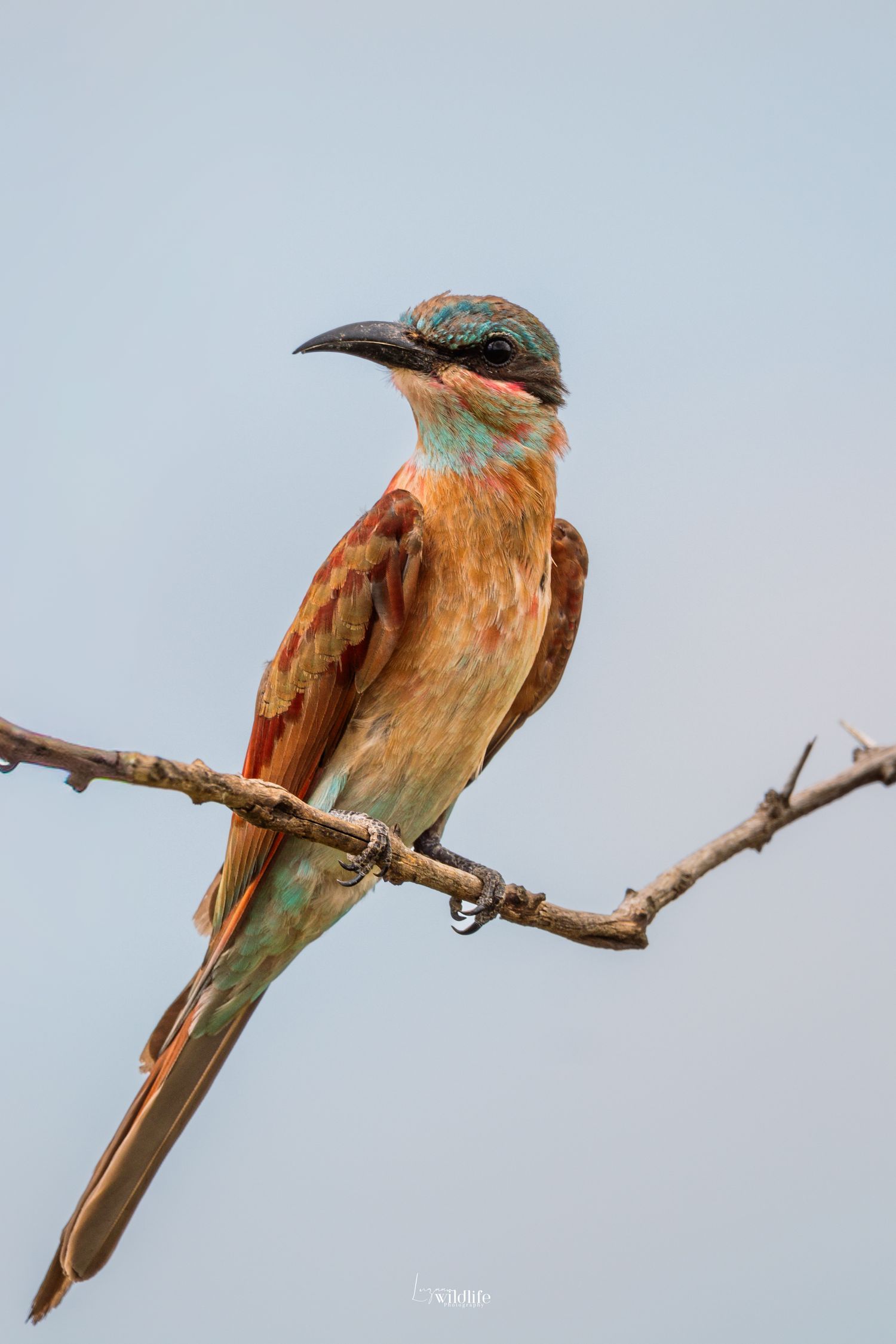 Luzaan Wildlife Photography
