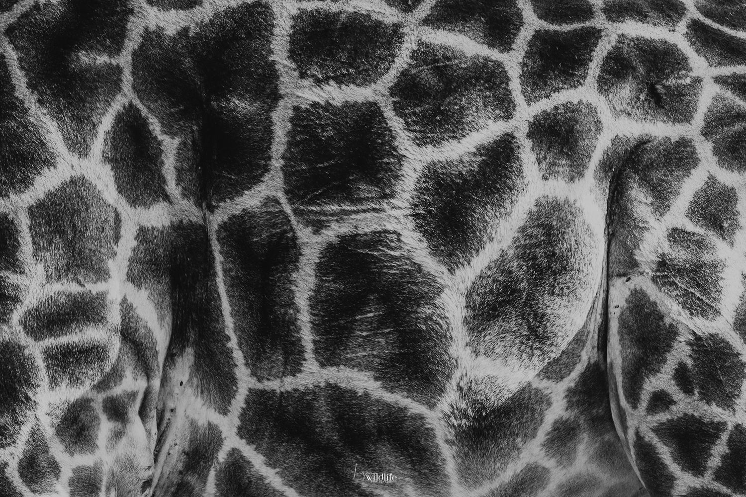 Luzaan Wildlife Photography
