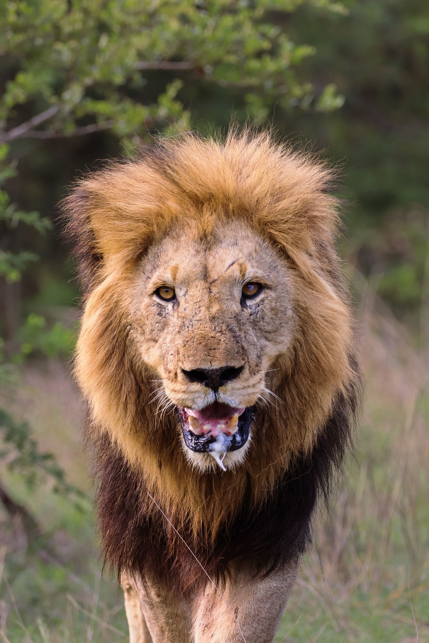 Luzaan Wildlife Photography