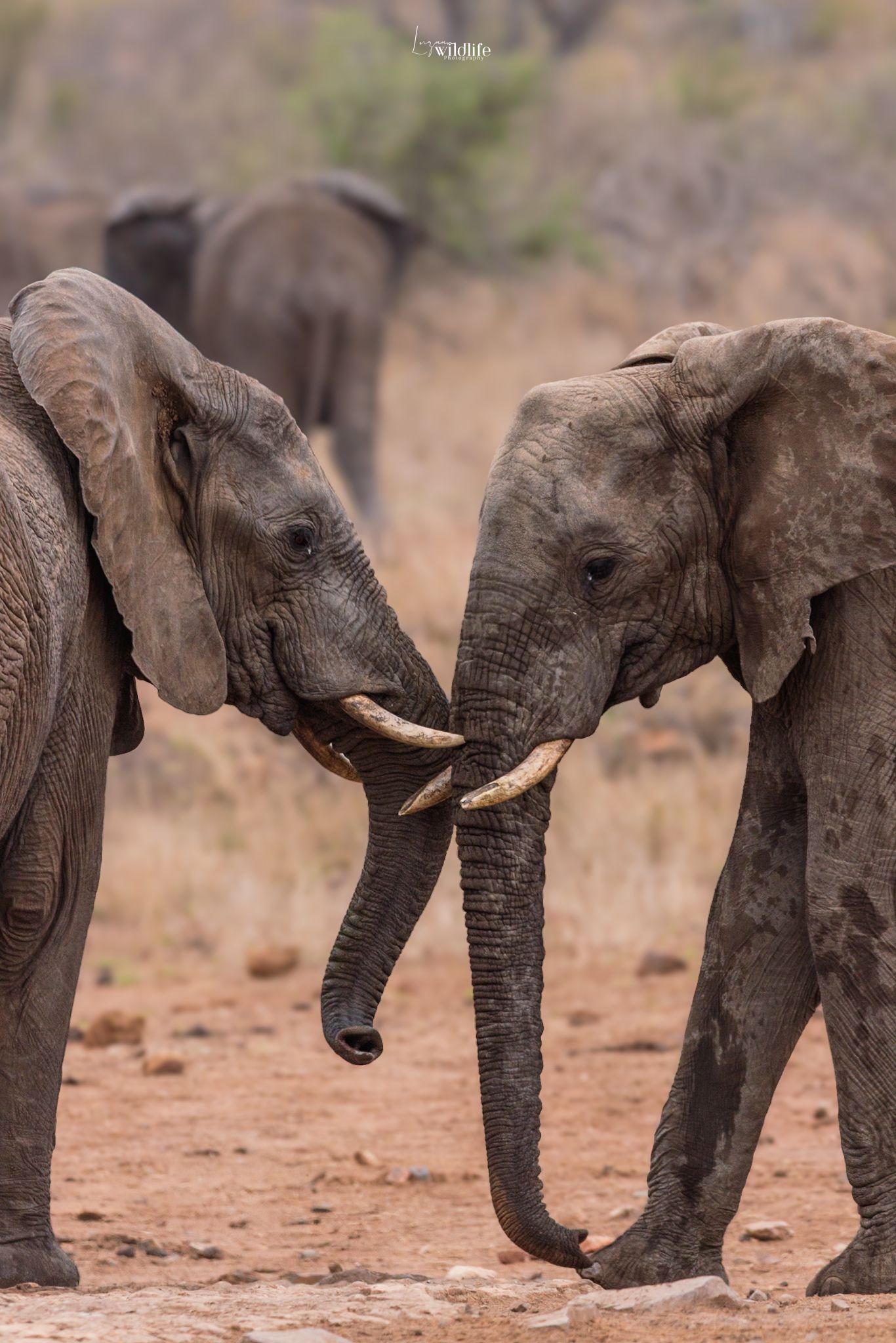 Luzaan Wildlife Photography